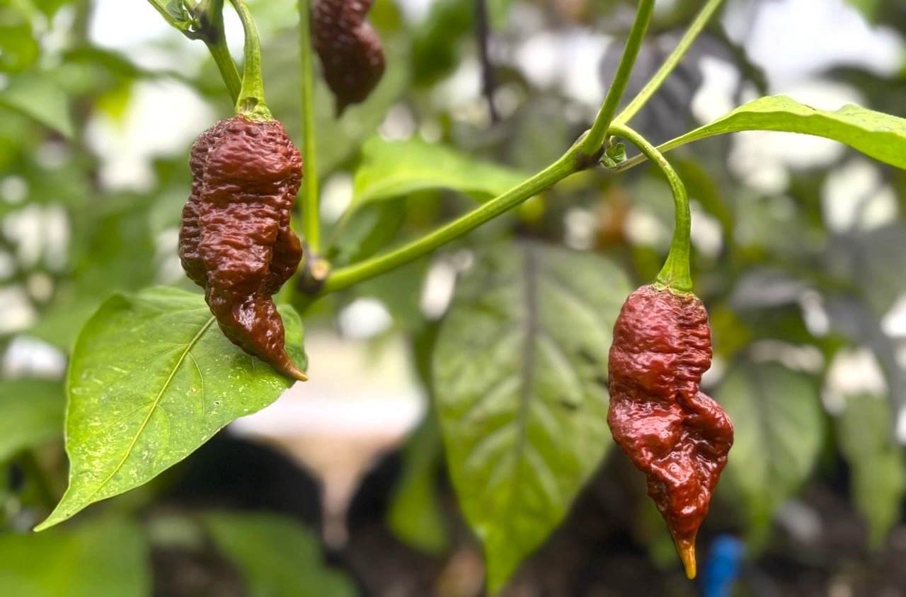 Köp Chocolate Ghost Jami - Chilifrön online hos Svenska Frön Chocolate Ghost Jami - Svenskodlade chilifrön frÄn Svenska Frön