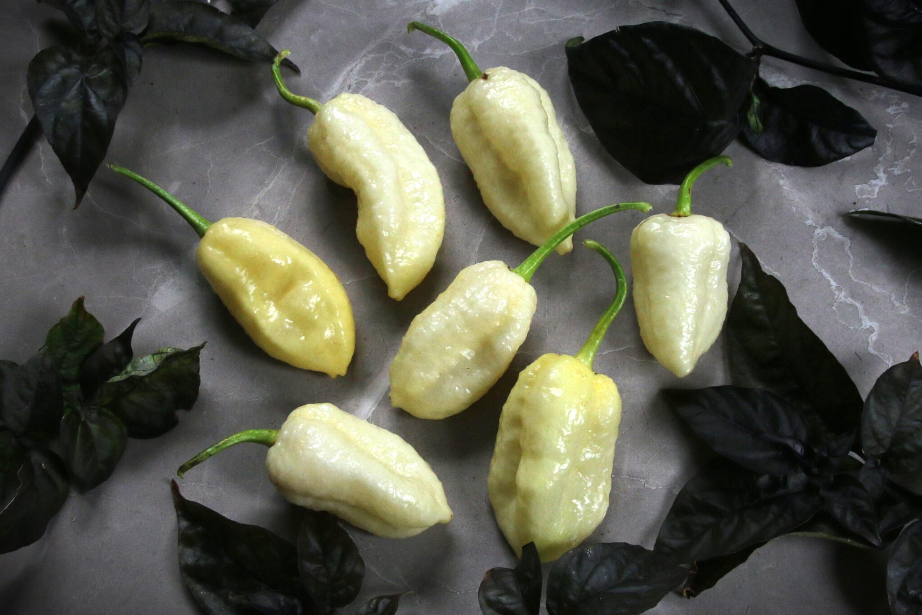 White Moruga miniatyrbild 2