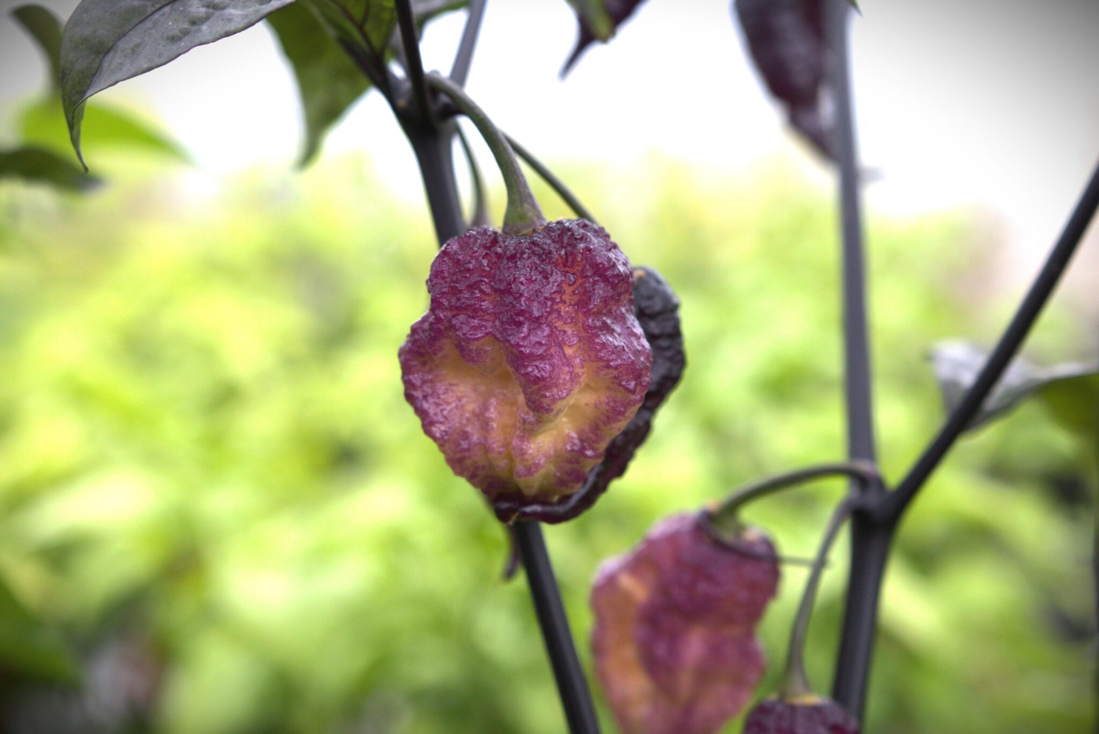 Faddas Boar Claws Purple miniatyrbild 6