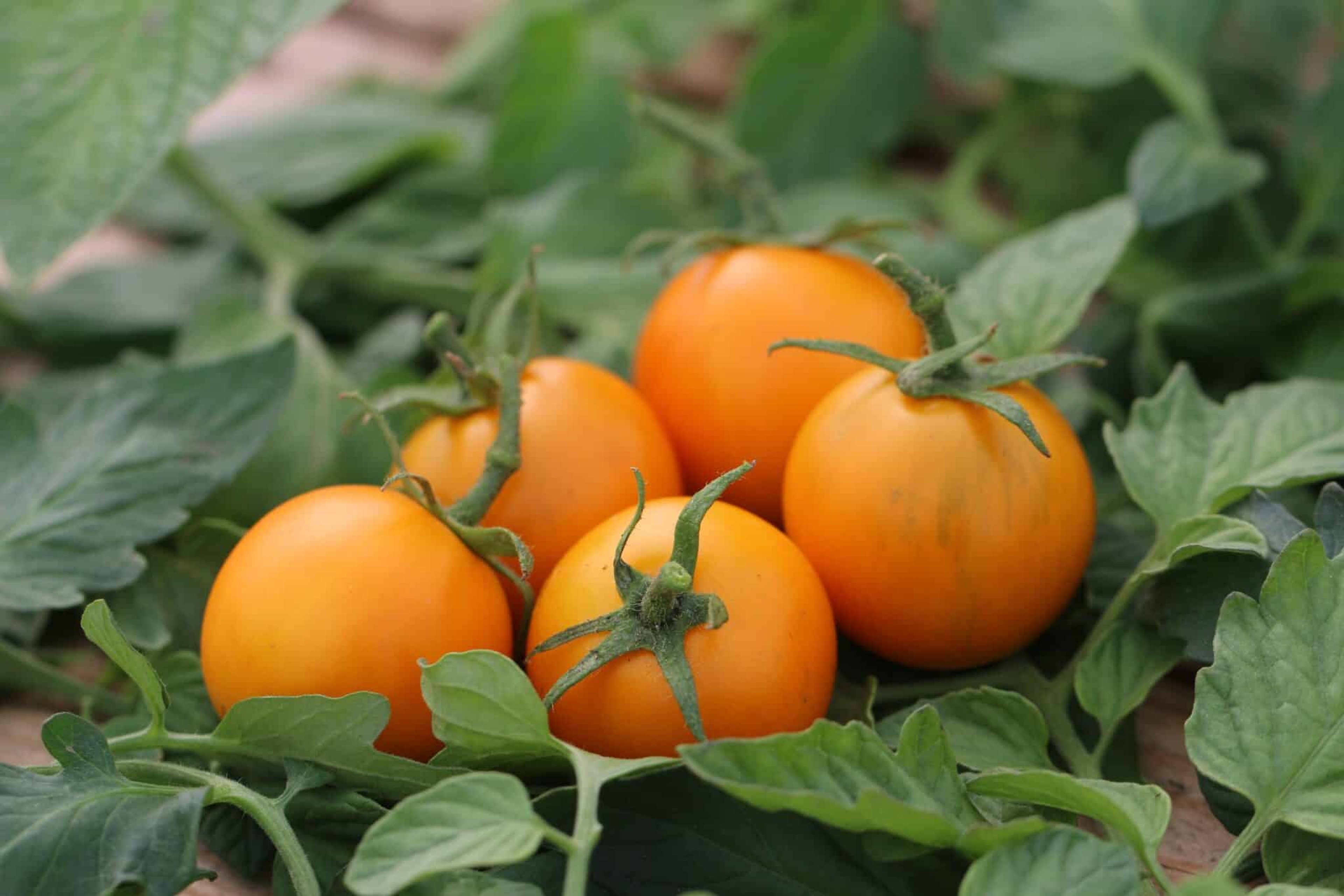 Pixie Striped - Svenskodlade tomatfrön från Svenska Frön