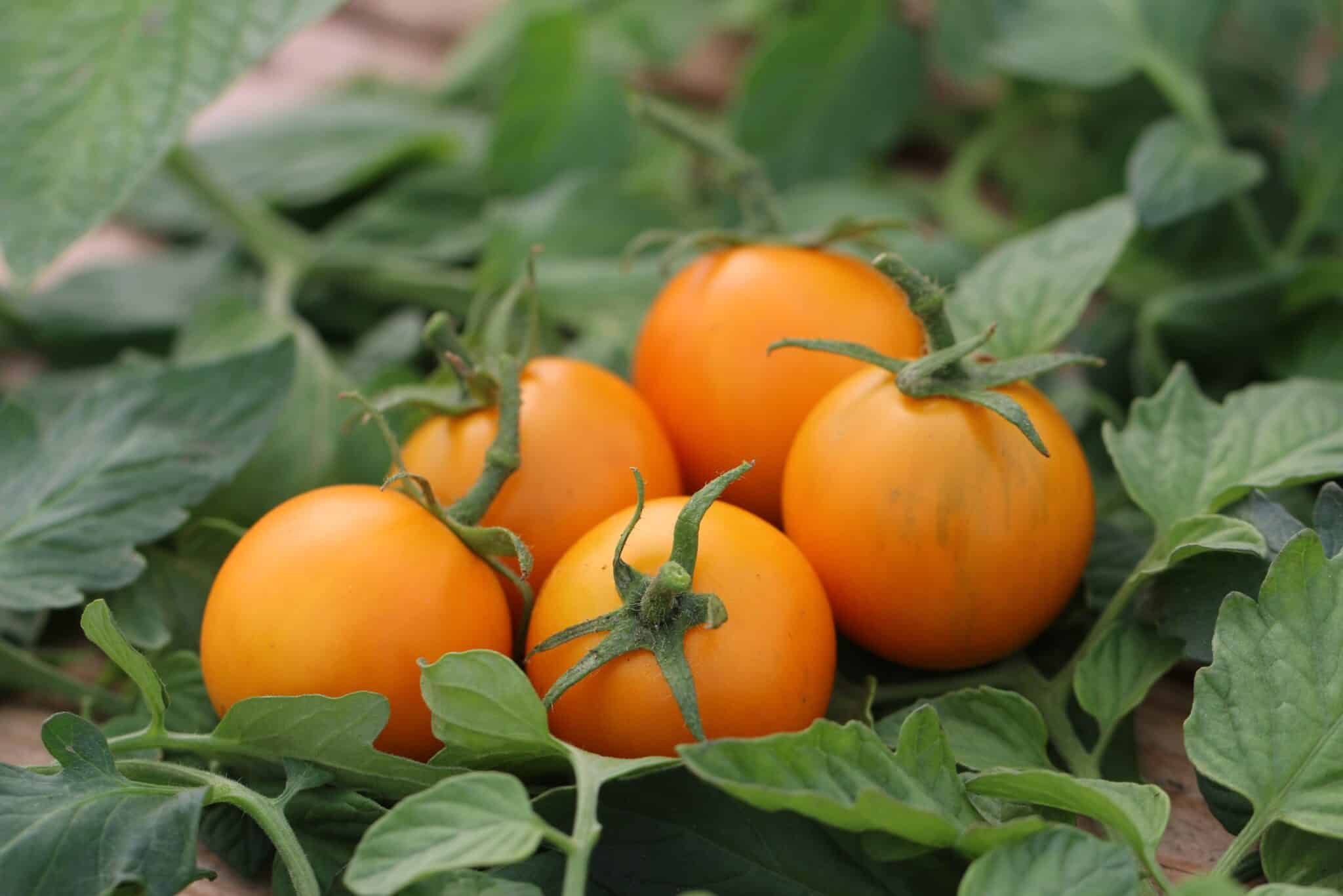 Köp Pixie Striped - Tomatfrön online hos Svenska Frön Pixie Striped - Svenskodlade tomatfrön från Svenska Frön