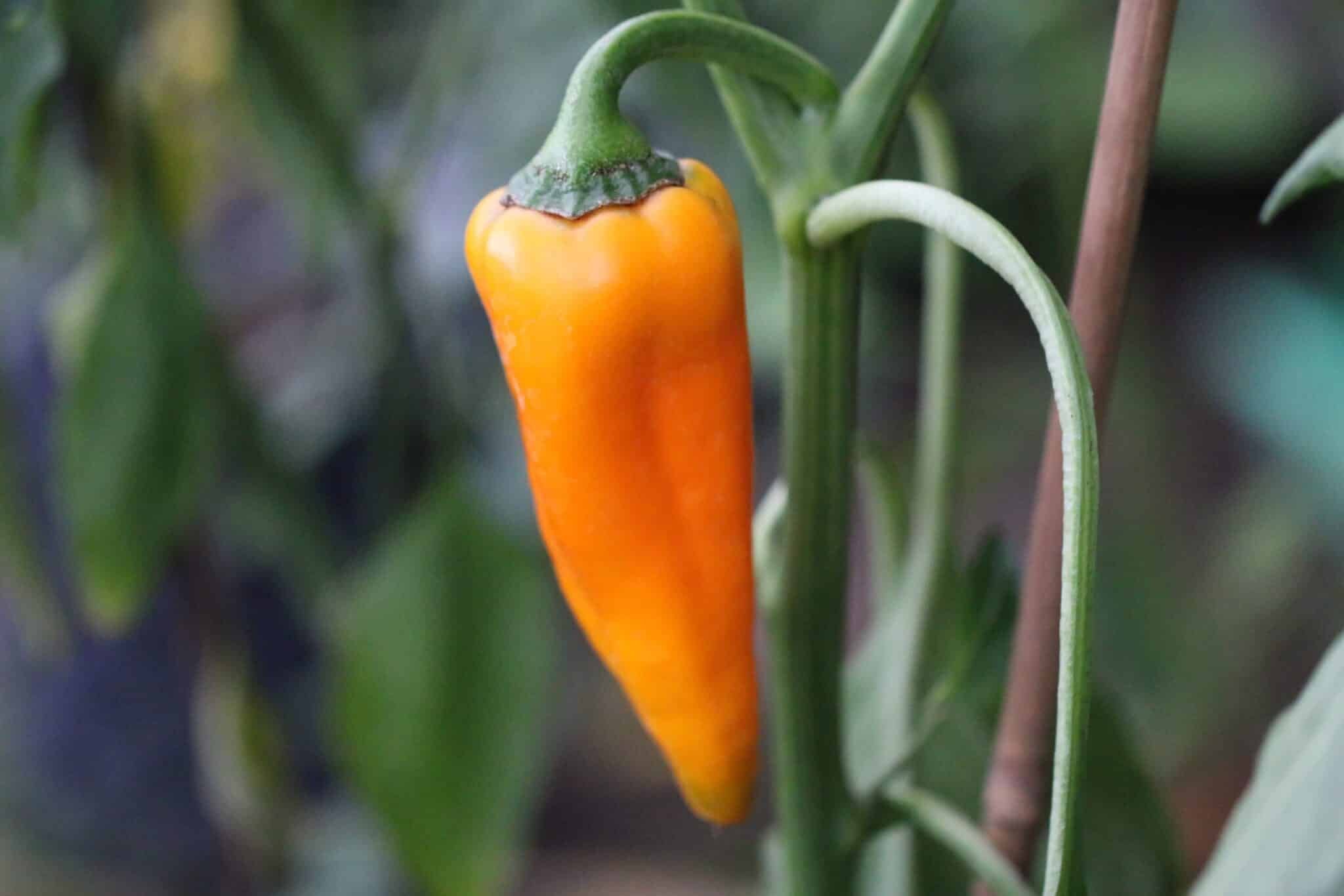 Köp Corno di Toro Giallo - Chilifrön online hos Svenska Frön Corno di Toro Giallo - Svenskodlade chilifrön från Svenska Frön