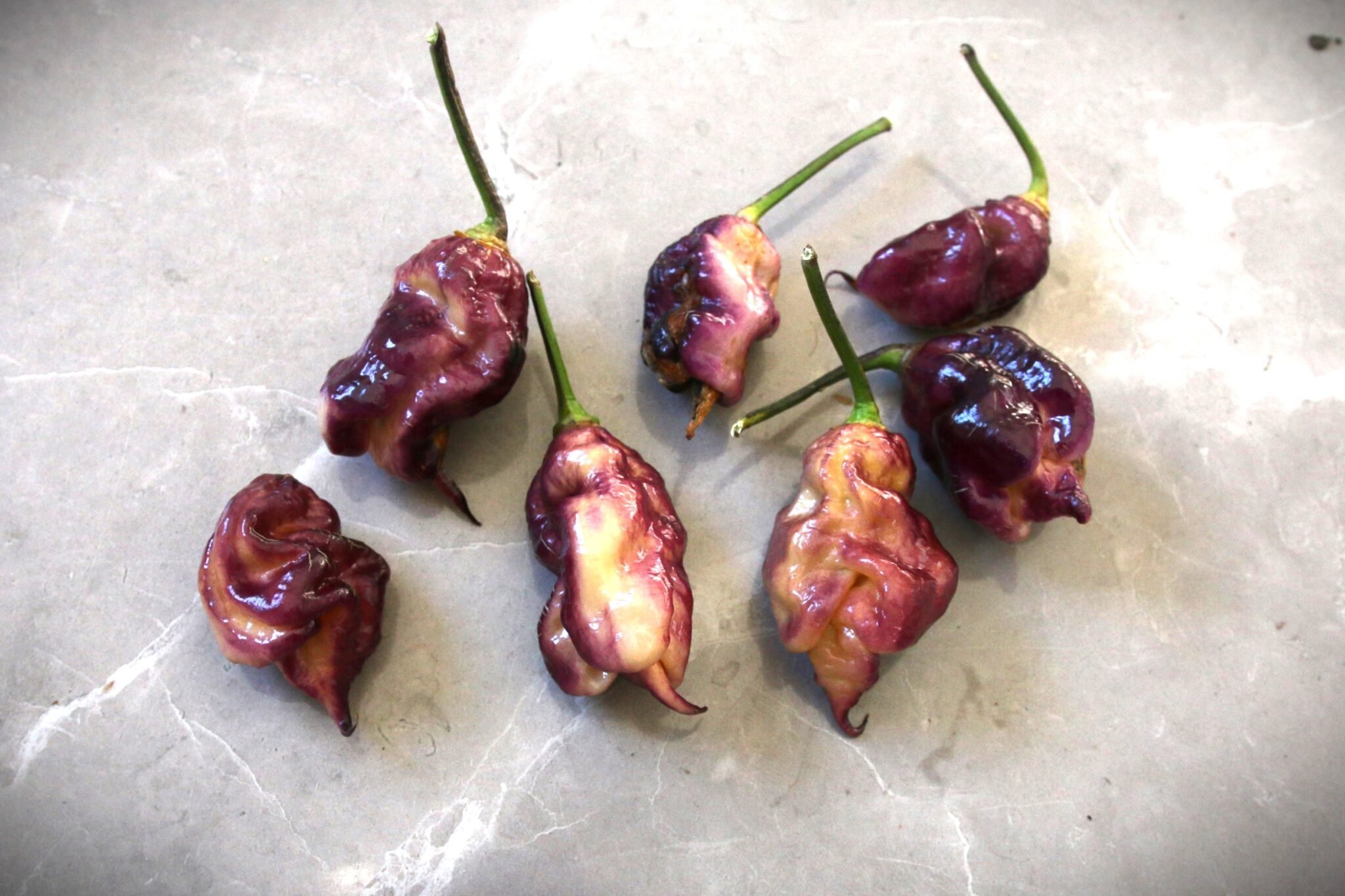 Köp Jay’s Pink Purple Ghost Scorpion - Chilifrön online hos Svenska Frön Jay’s Pink Purple Ghost Scorpion - Svenskodlade chilifrön från Svenska Frön