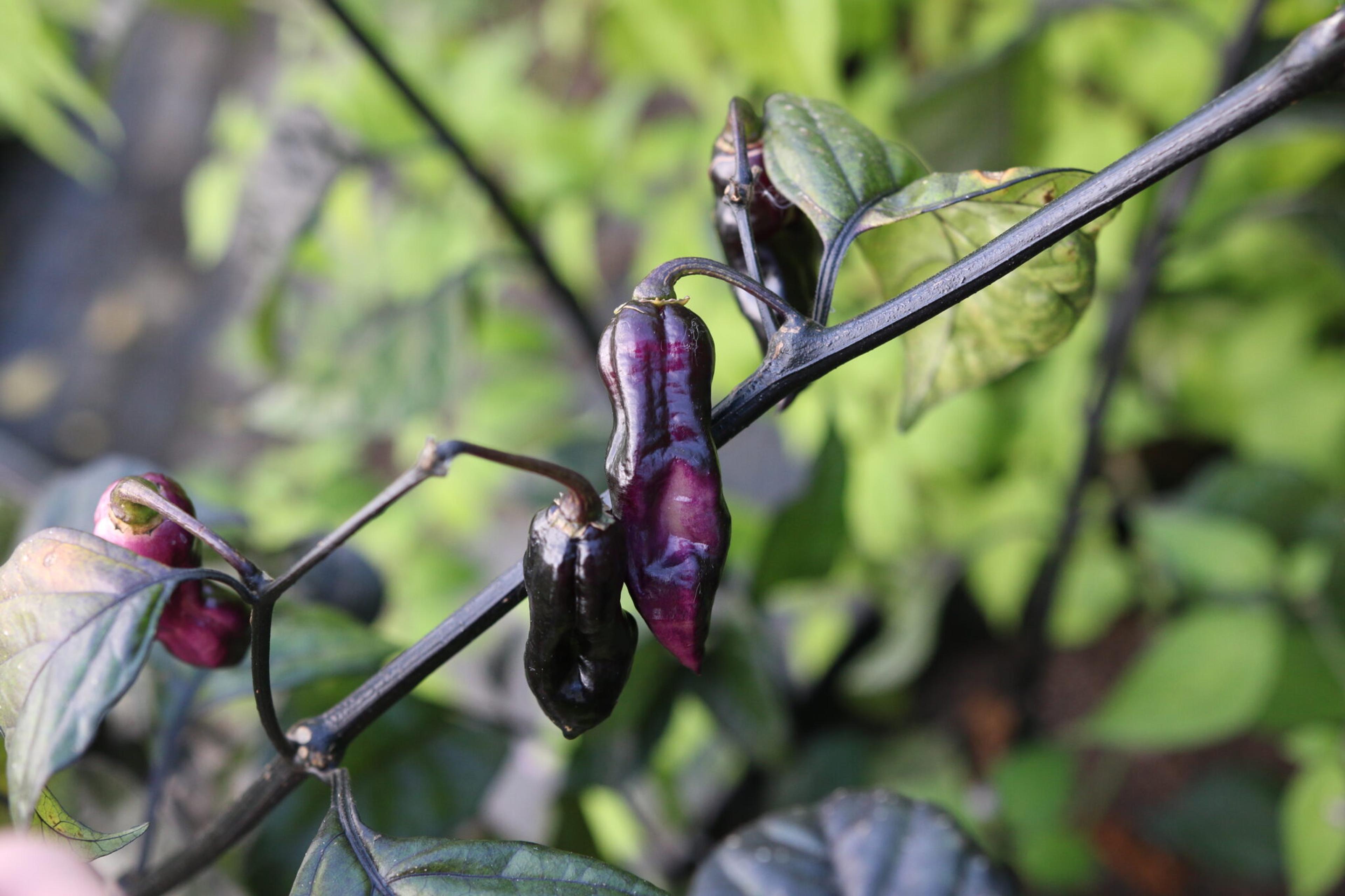 Black Hole Horizon miniatyrbild 6