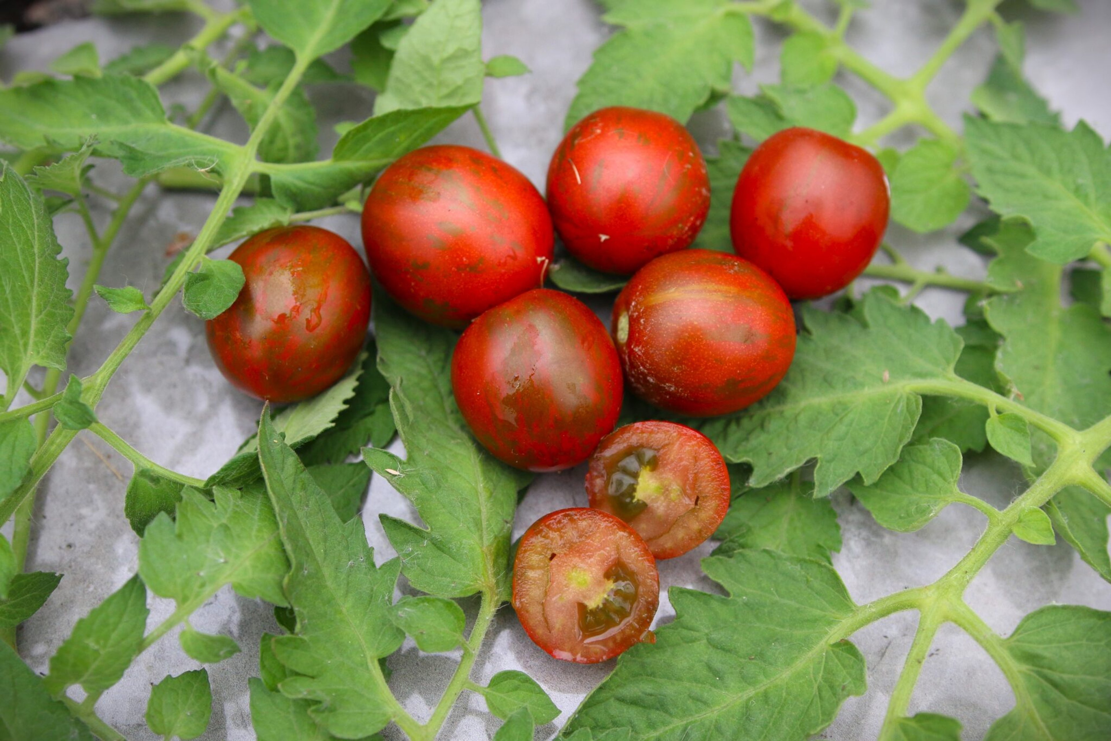 Tumbling Jester - Svenskodlade tomatfrön från Svenska Frön