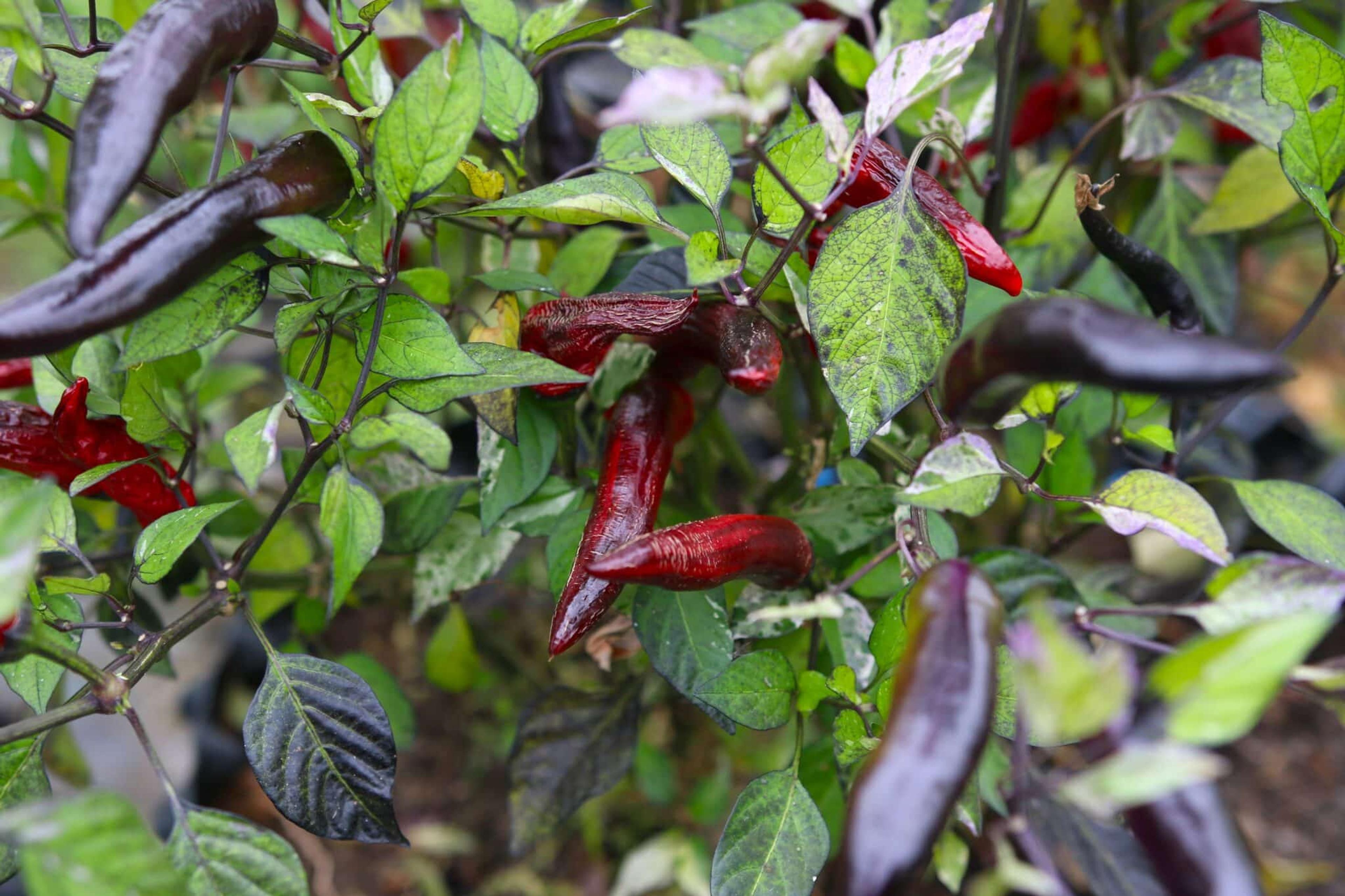 Jalapeno Tiger miniatyrbild 2