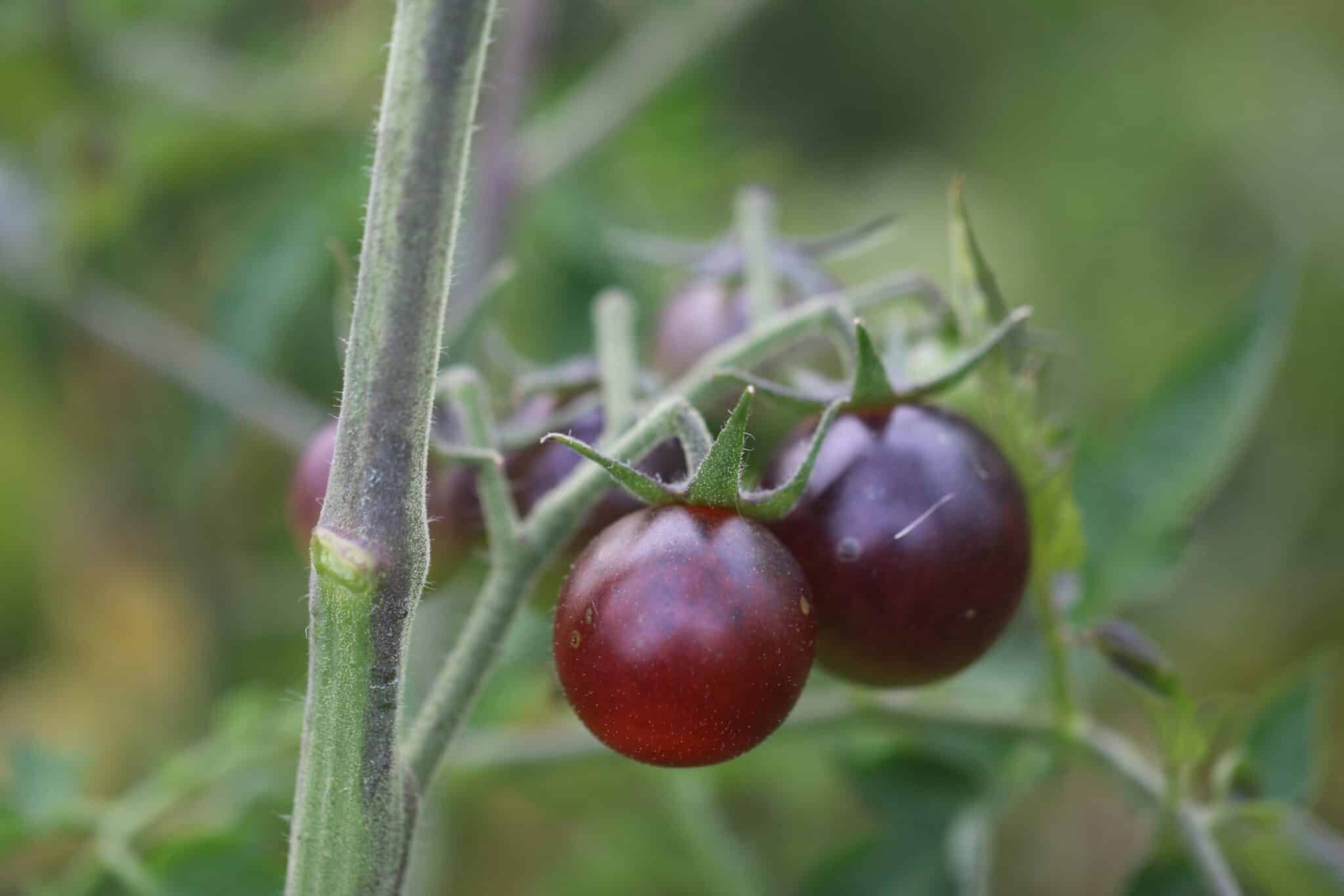 Köp Indigo Dancing With Smurfs - Tomatfrön online hos Svenska Frön Indigo Dancing With Smurfs - Svenskodlade tomatfrön från Svenska Frön