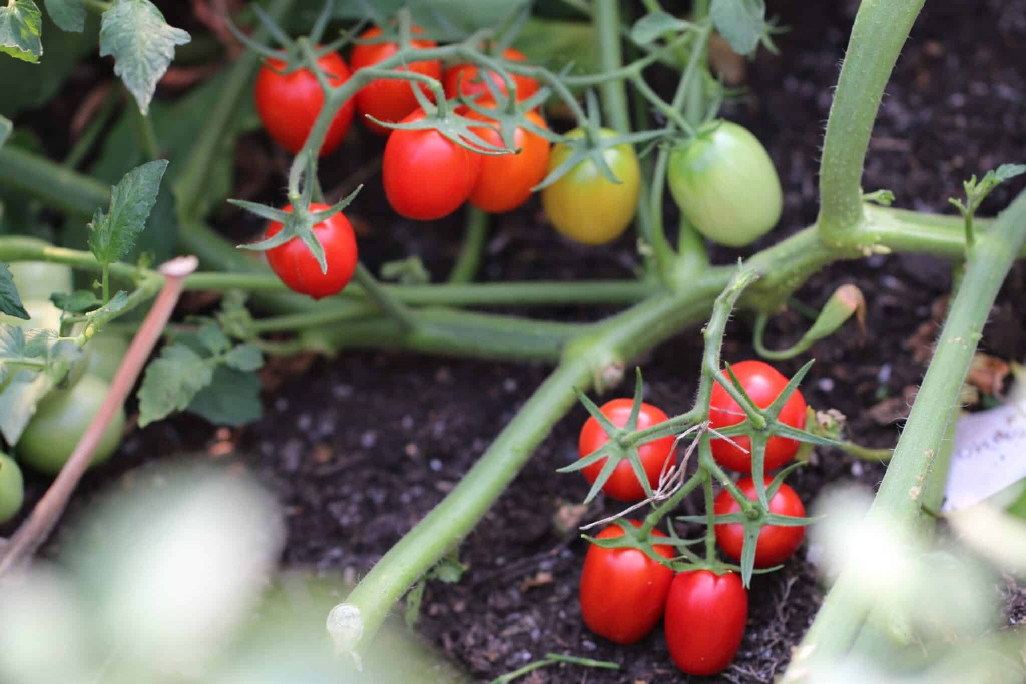 Köp Datterino - Tomatfrön online hos Svenska Frön Datterino - Svenskodlade tomatfrön från Svenska Frön