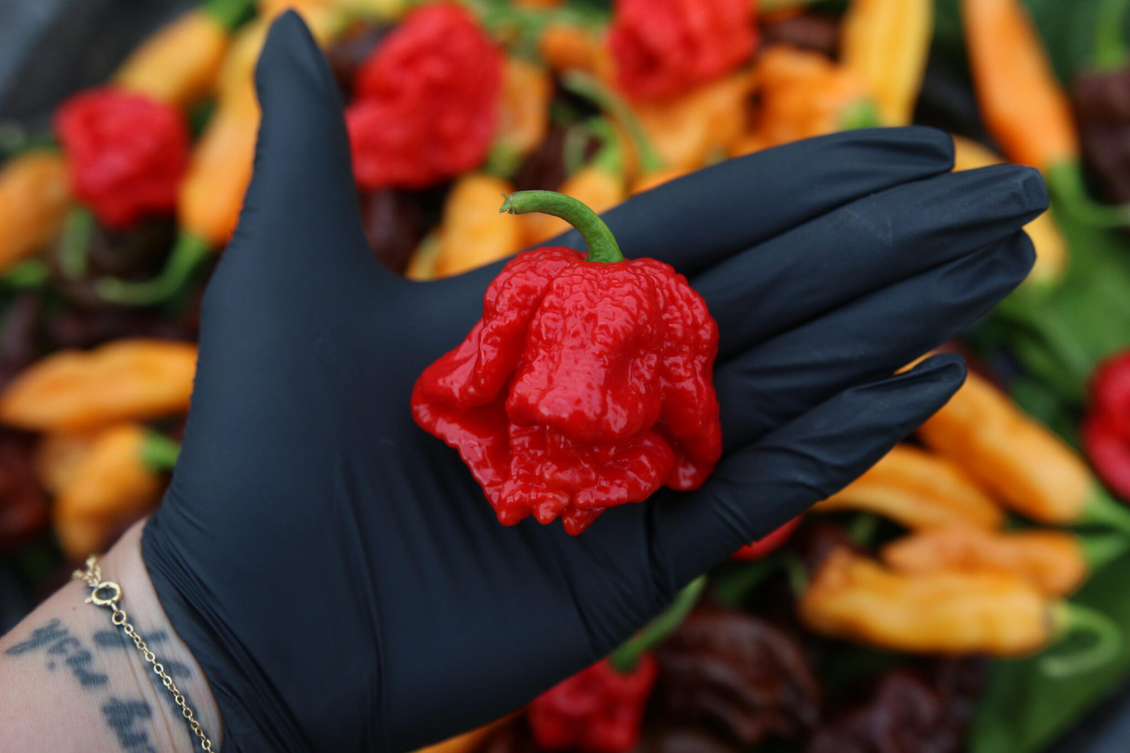 Primo Lucifer XL miniatyrbild 4