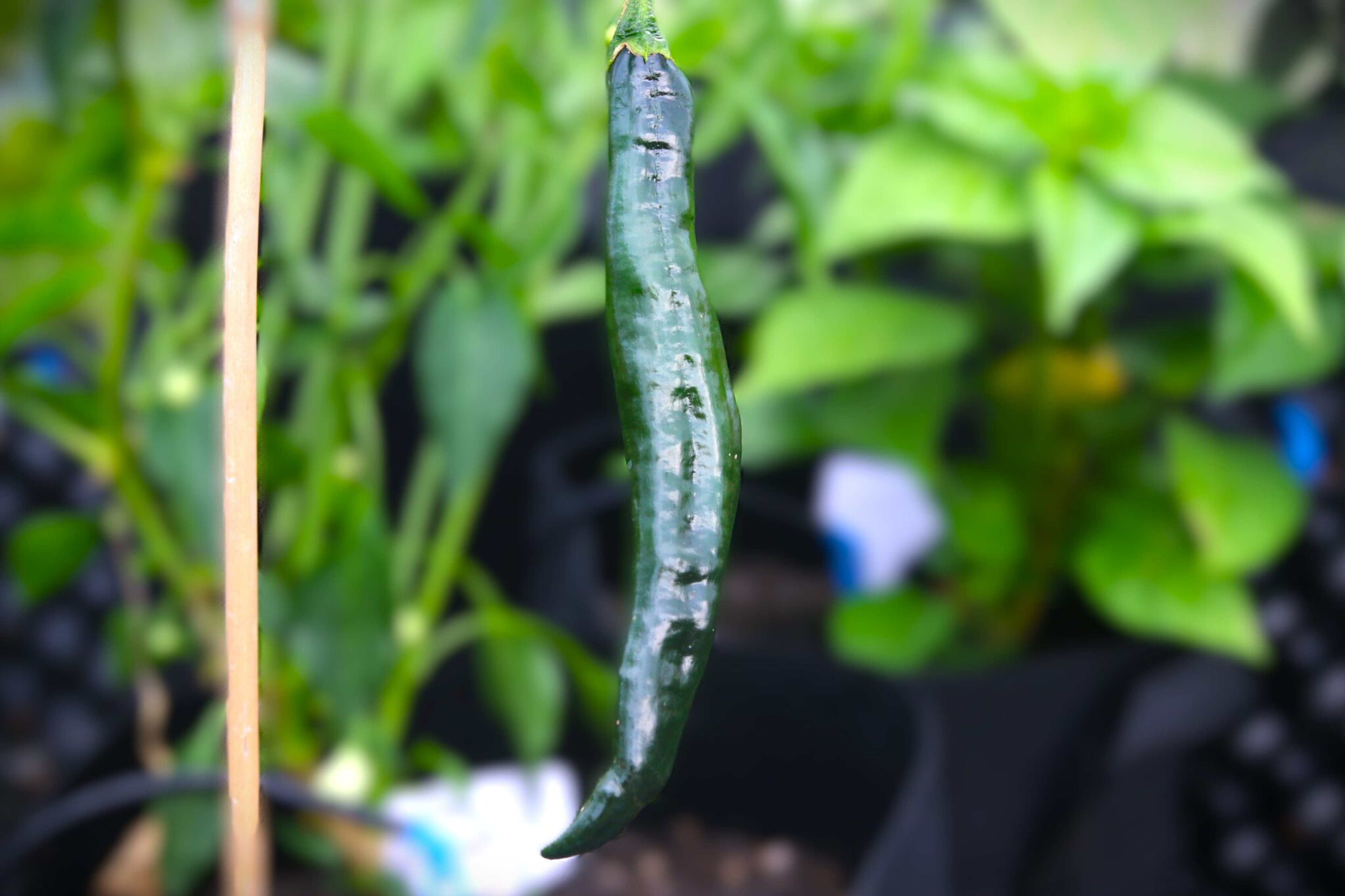 Pasilla Bajio - Svenskodlade chilifrön från Svenska Frön