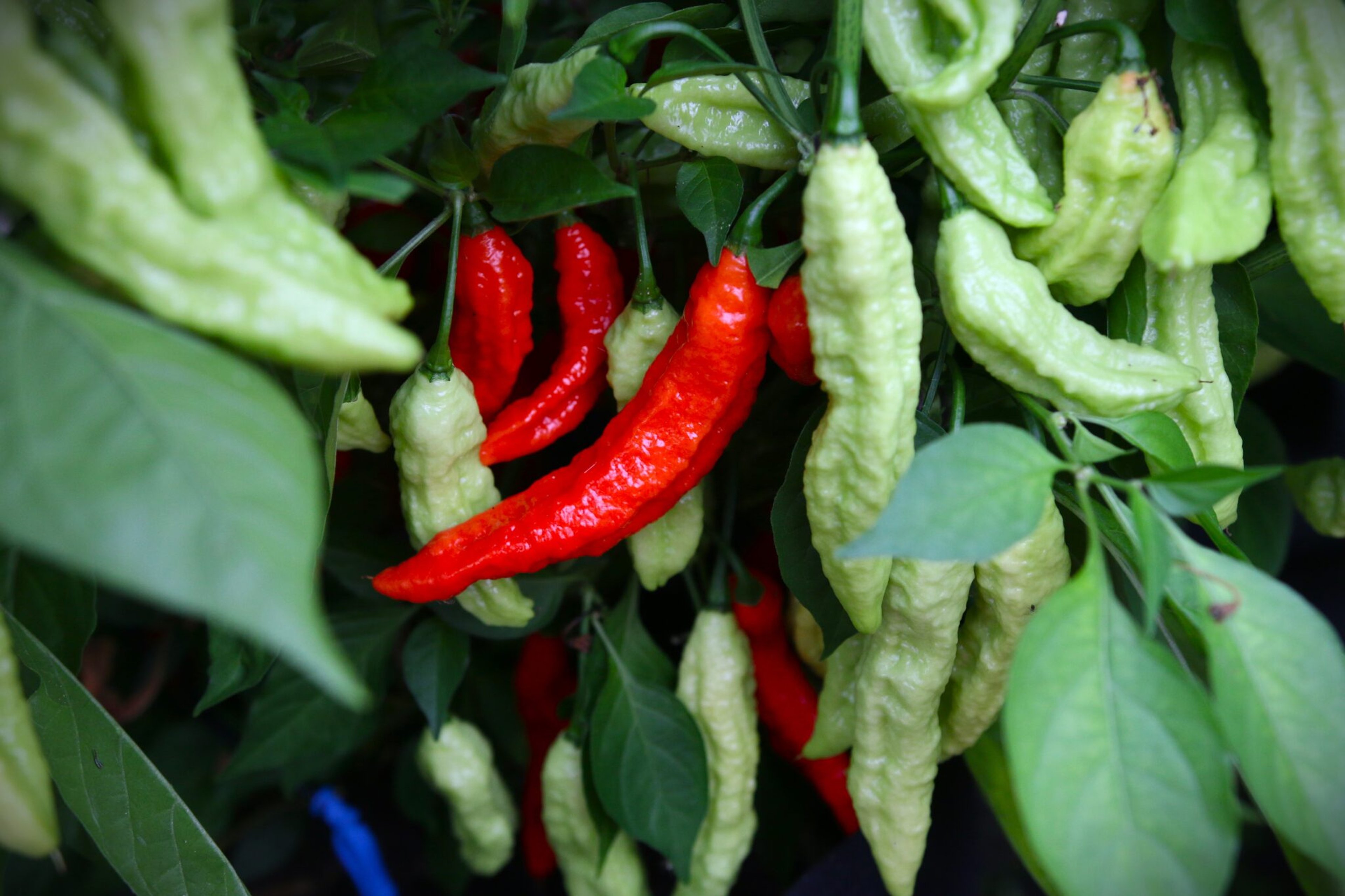 Dorset Naga - Svenskodlade chilifrön från Svenska Frön