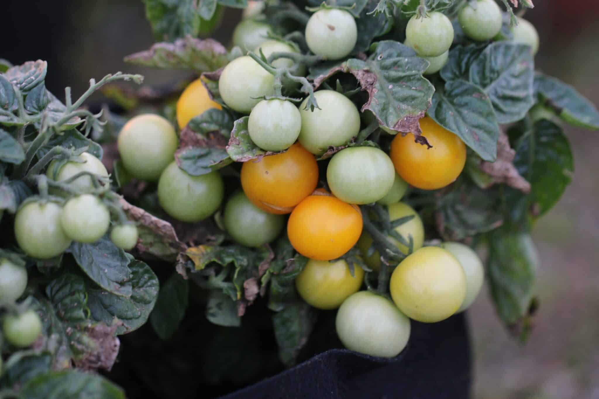 Köp Jochalos - Tomatfrön online hos Svenska Frön Jochalos - Svenskodlade tomatfrön från Svenska Frön