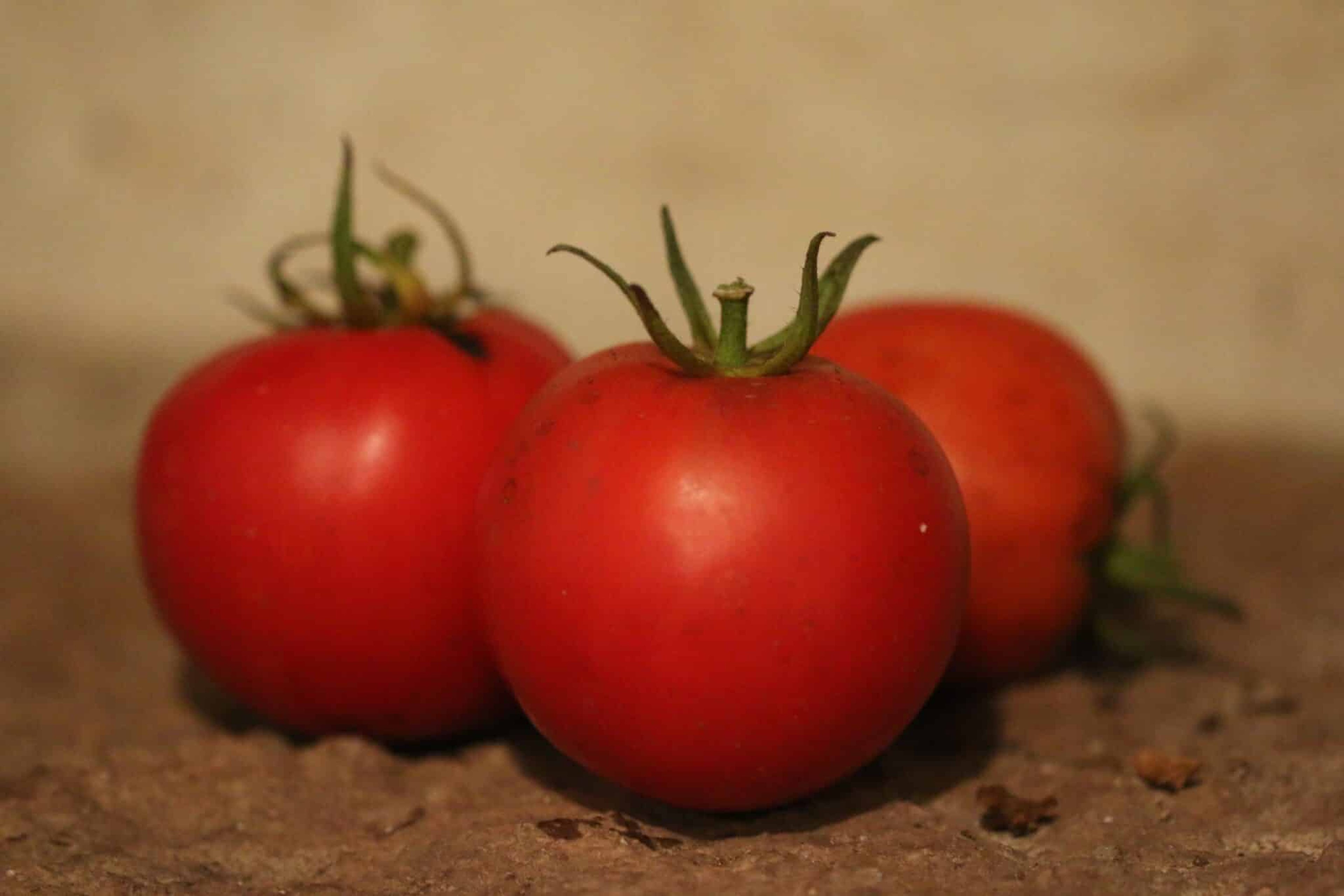 Country Taste H - Svenskodlade tomatfrön från Svenska Frön