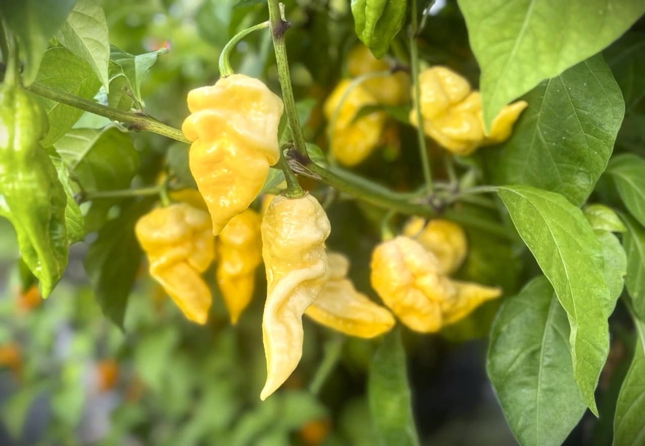 Köp Giant White Scorpion - Chilifrön online hos Svenska Frön Giant White Scorpion - Svenskodlade chilifrön frÄn Svenska Frön