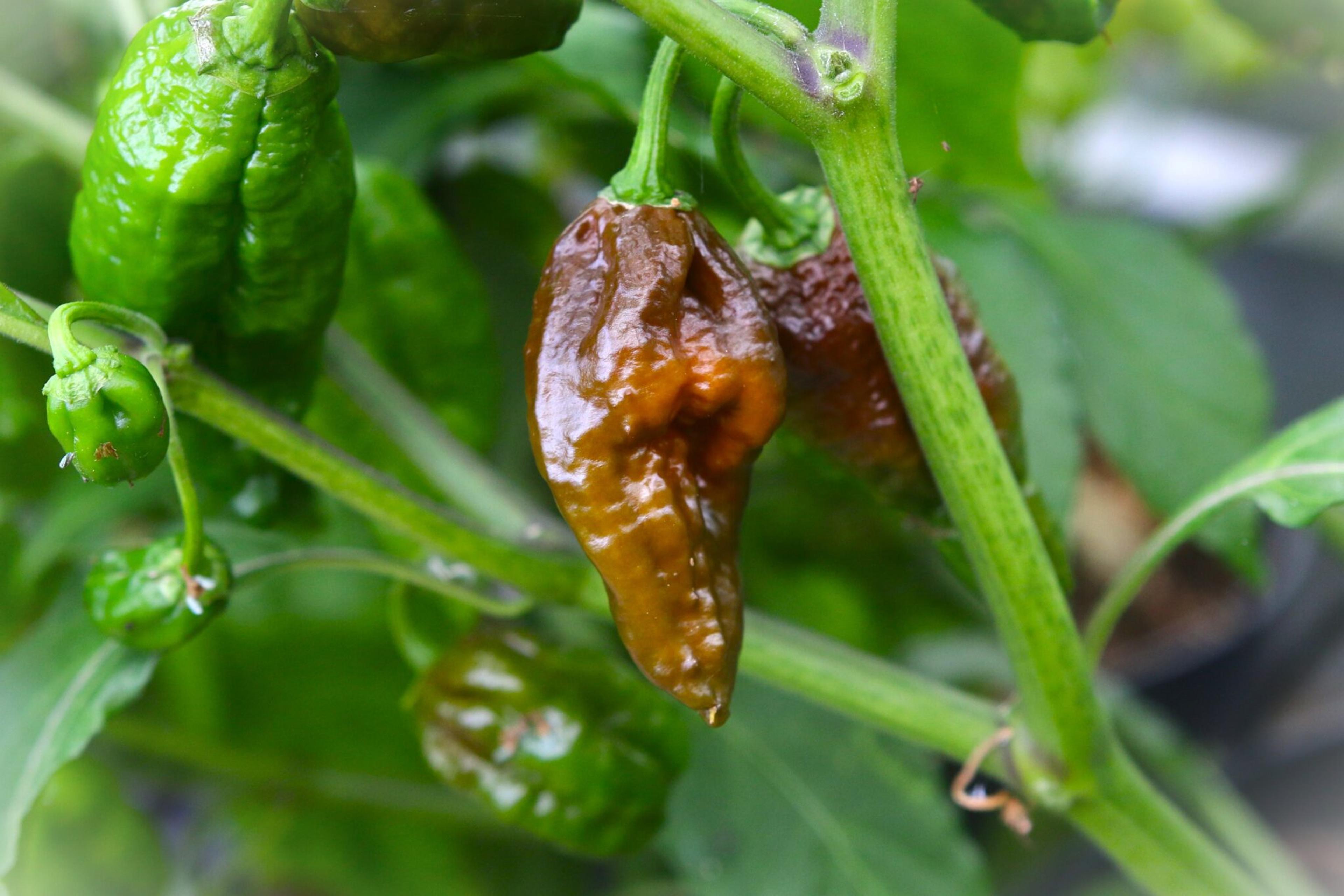 Chocolate Reaper Brains miniatyrbild 2