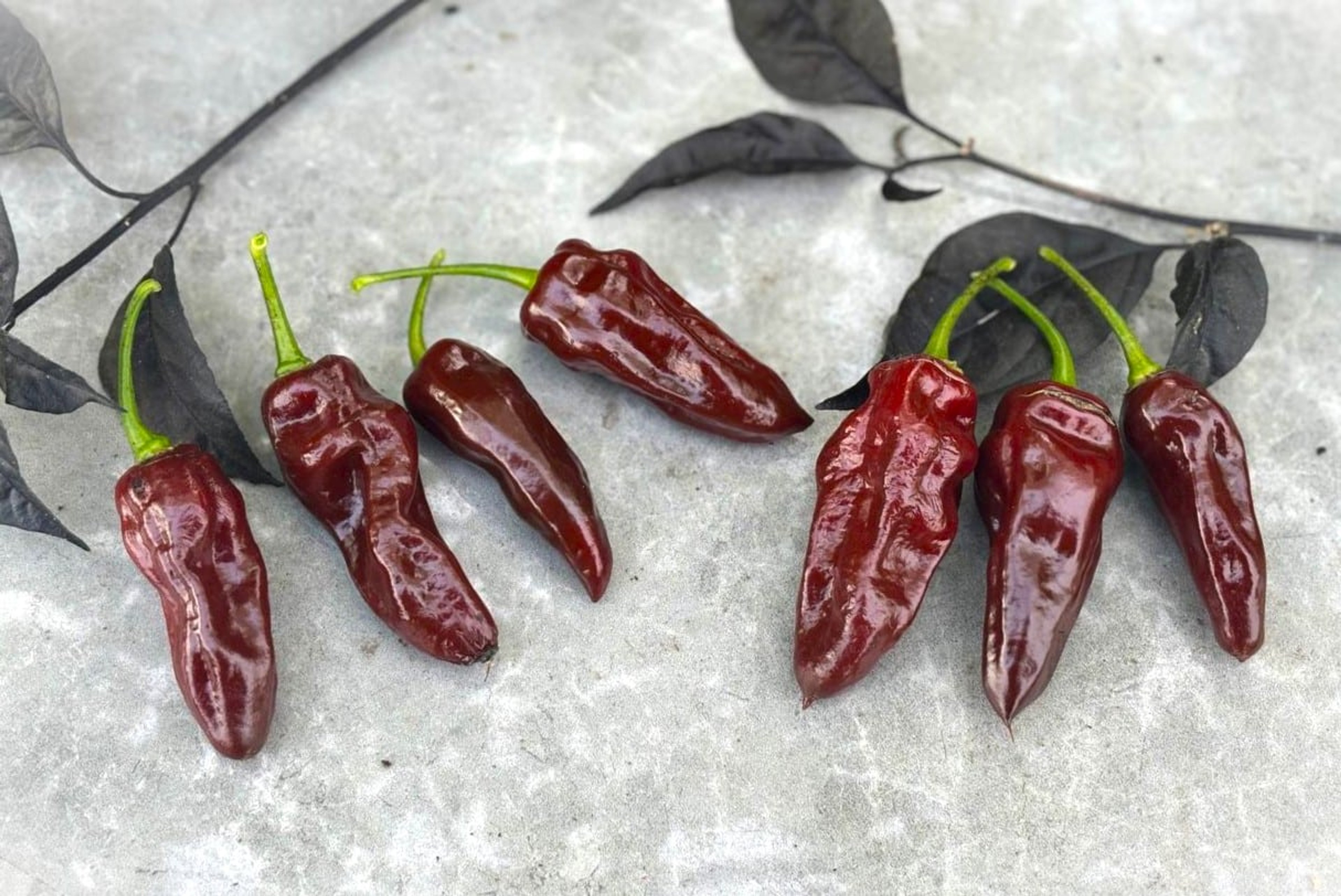 Habanero Brown Long - Svenskodlade chilifrön från Svenska Frön