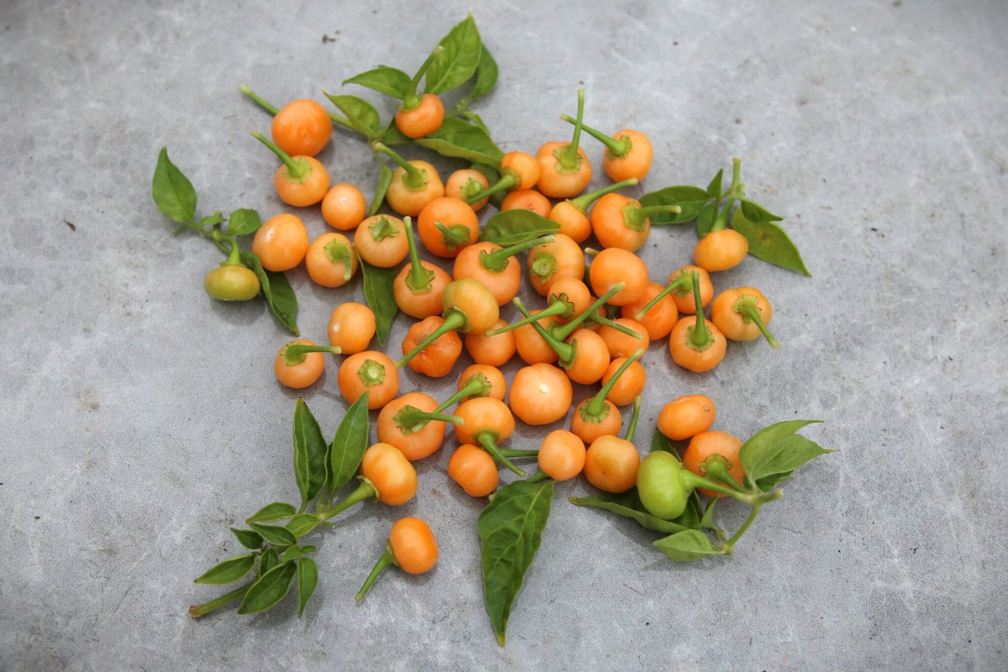 Köp Aji Charapita Peach - Chilifrön online hos Svenska Frön Aji Charapita Peach - Svenskodlade chilifrön från Svenska Frön