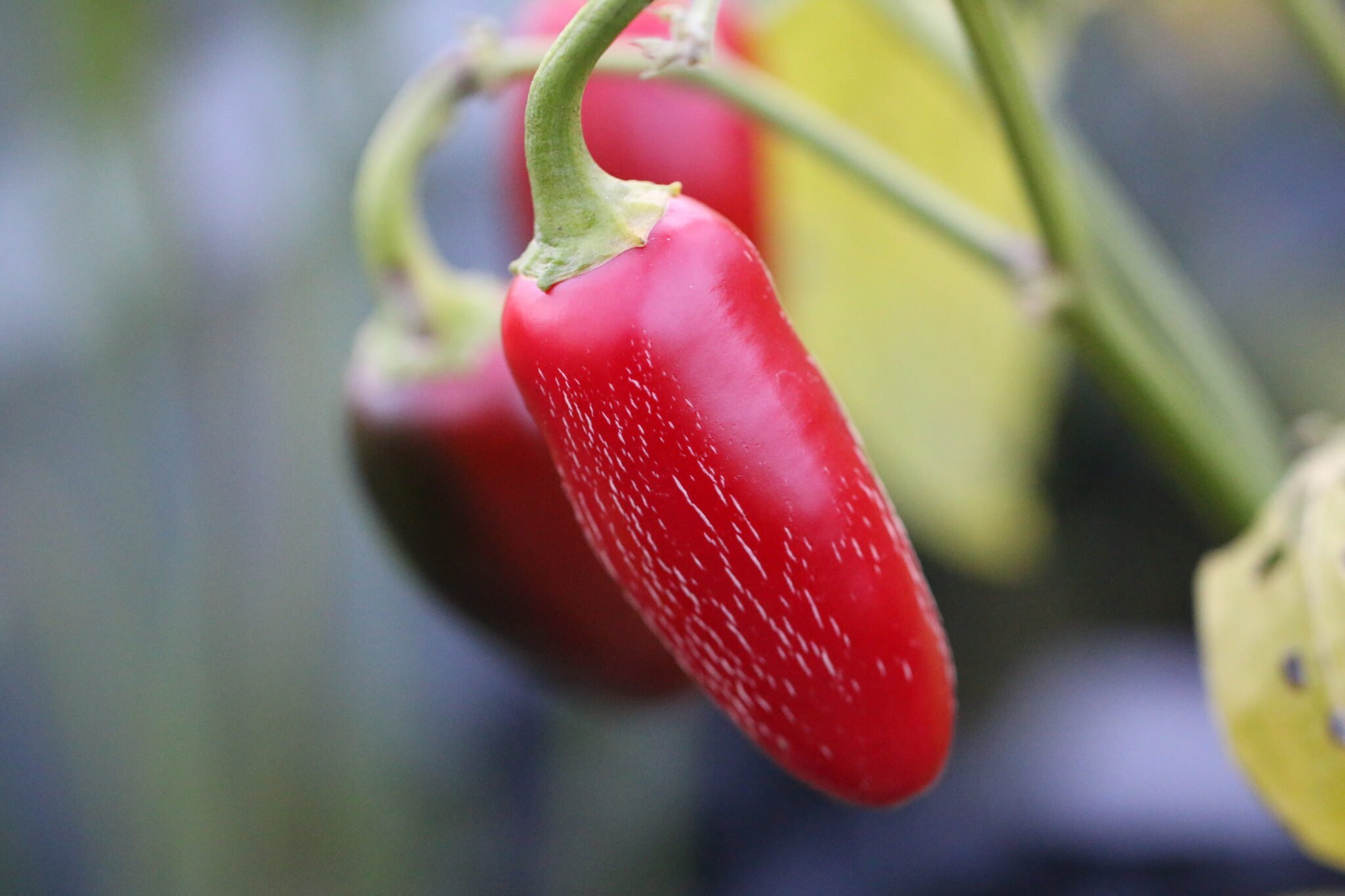 Köp Foradjido - Chilifrön online hos Svenska Frön Foradjido - Svenskodlade chilifrön från Svenska Frön