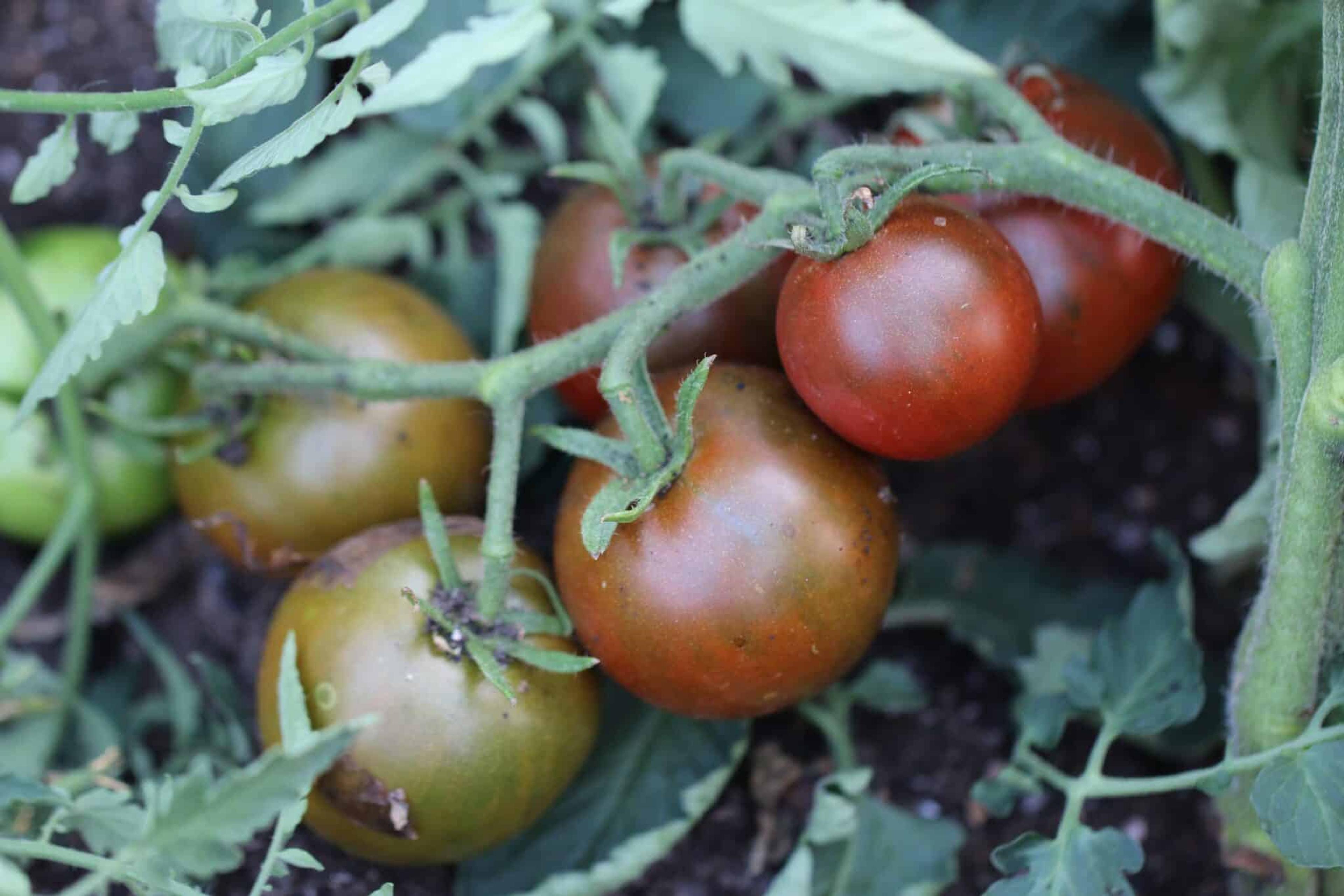 Noire de Crimée miniatyrbild 2