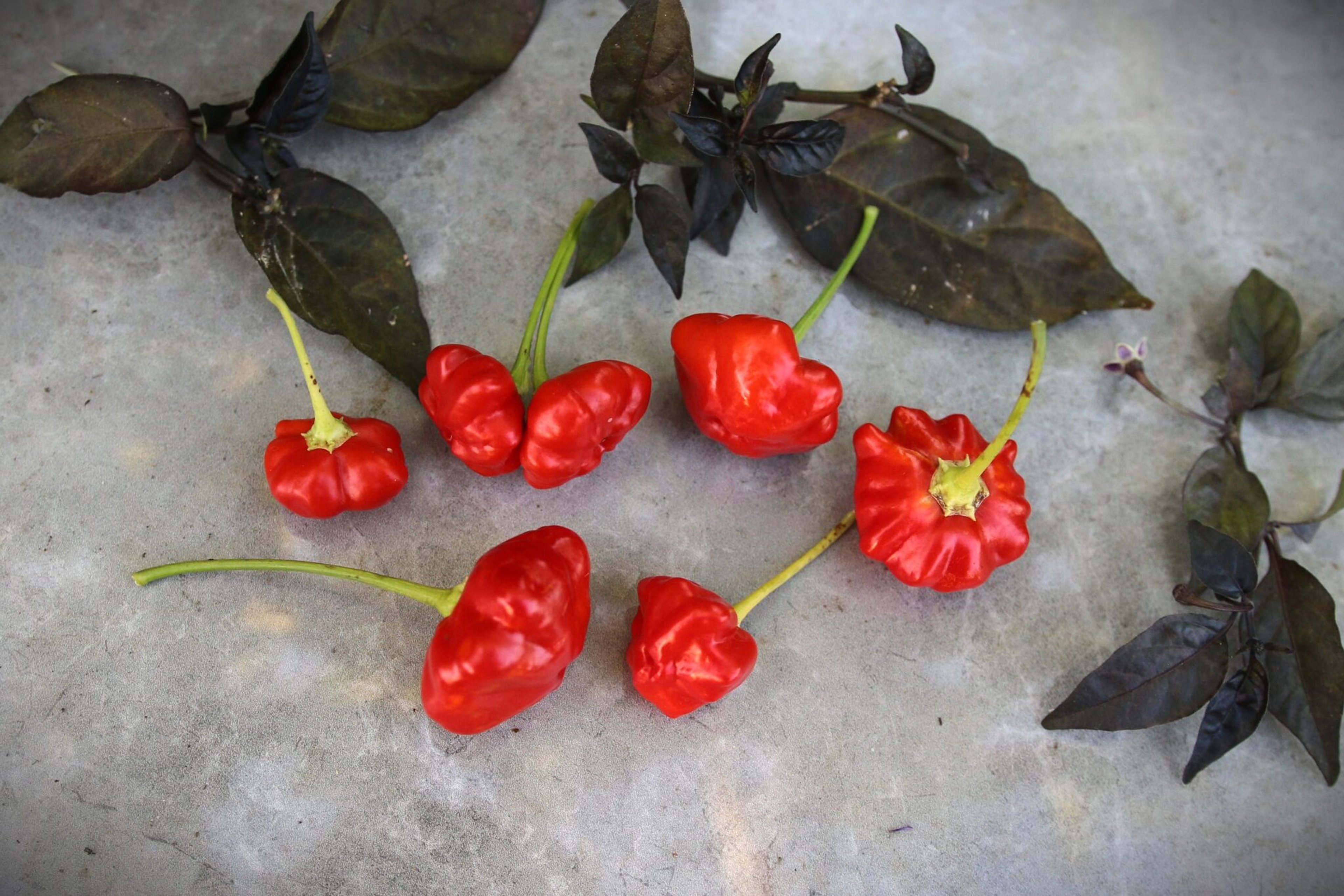 Brazilian Starfish - Svenskodlade chilifrön från Svenska Frön