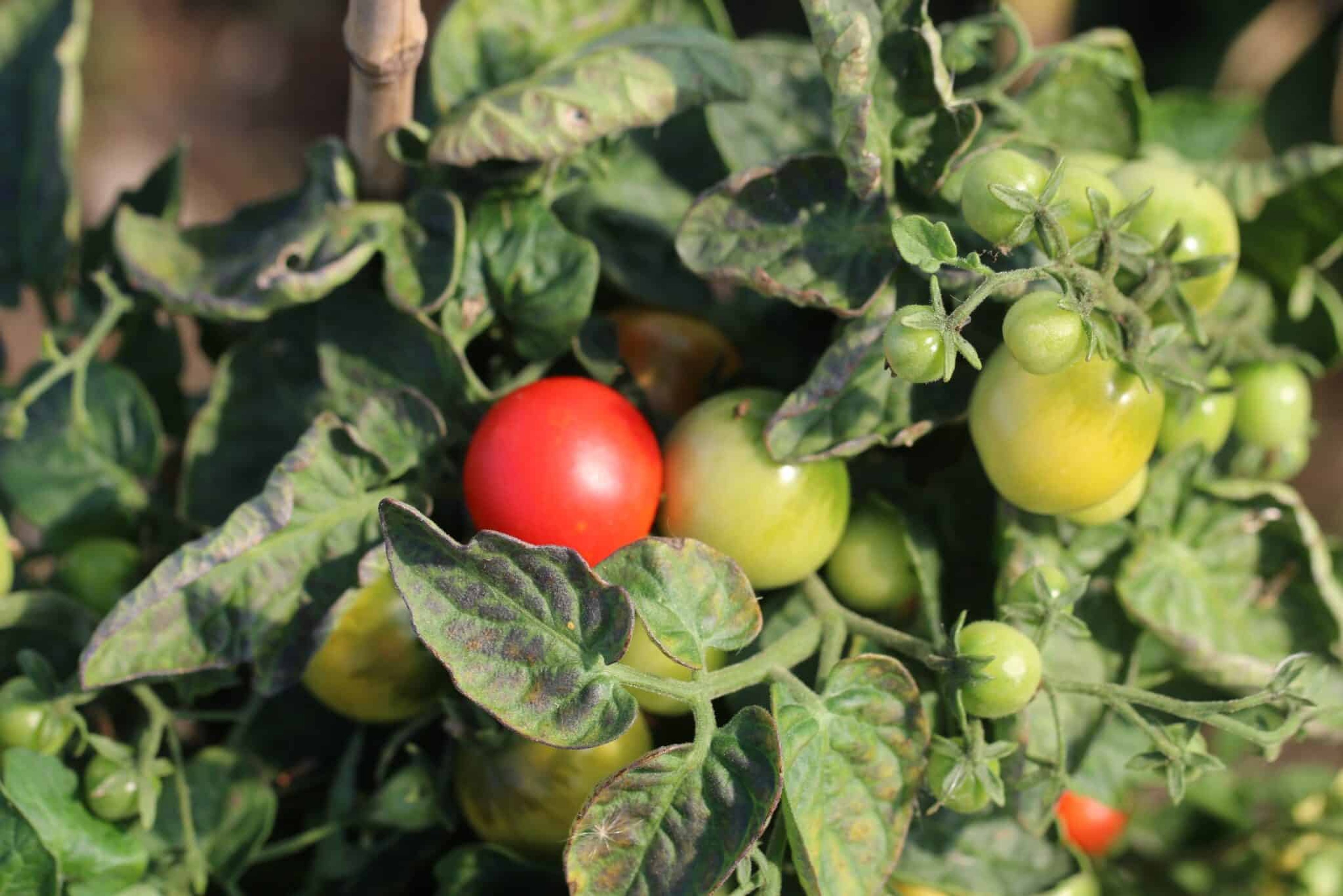 Tiny Tim - Svenskodlade tomatfrön från Svenska Frön