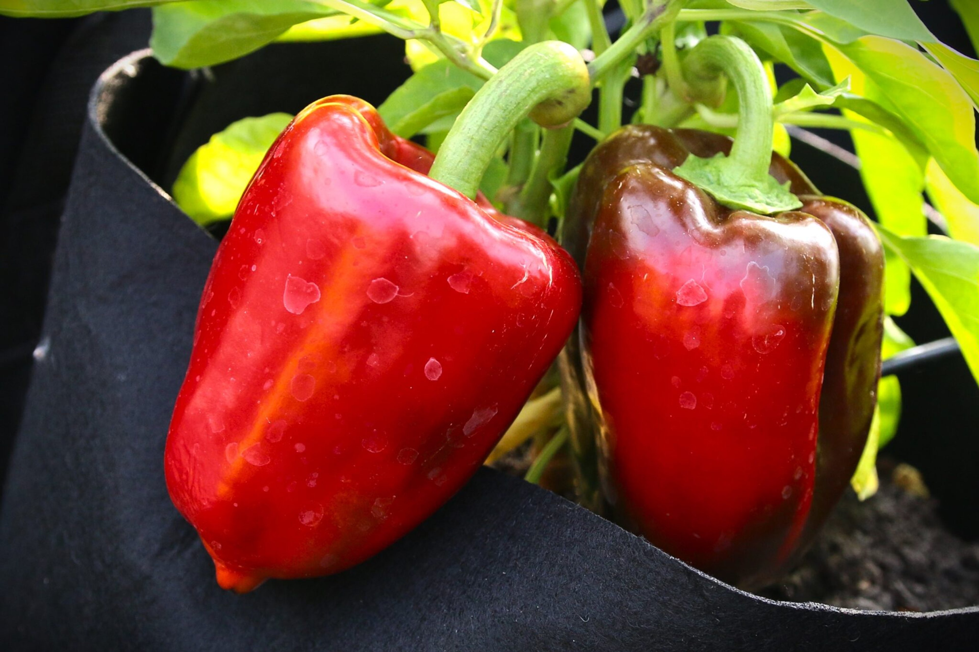 Ukranian Sweet Red - Svenskodlade chilifrön från Svenska Frön