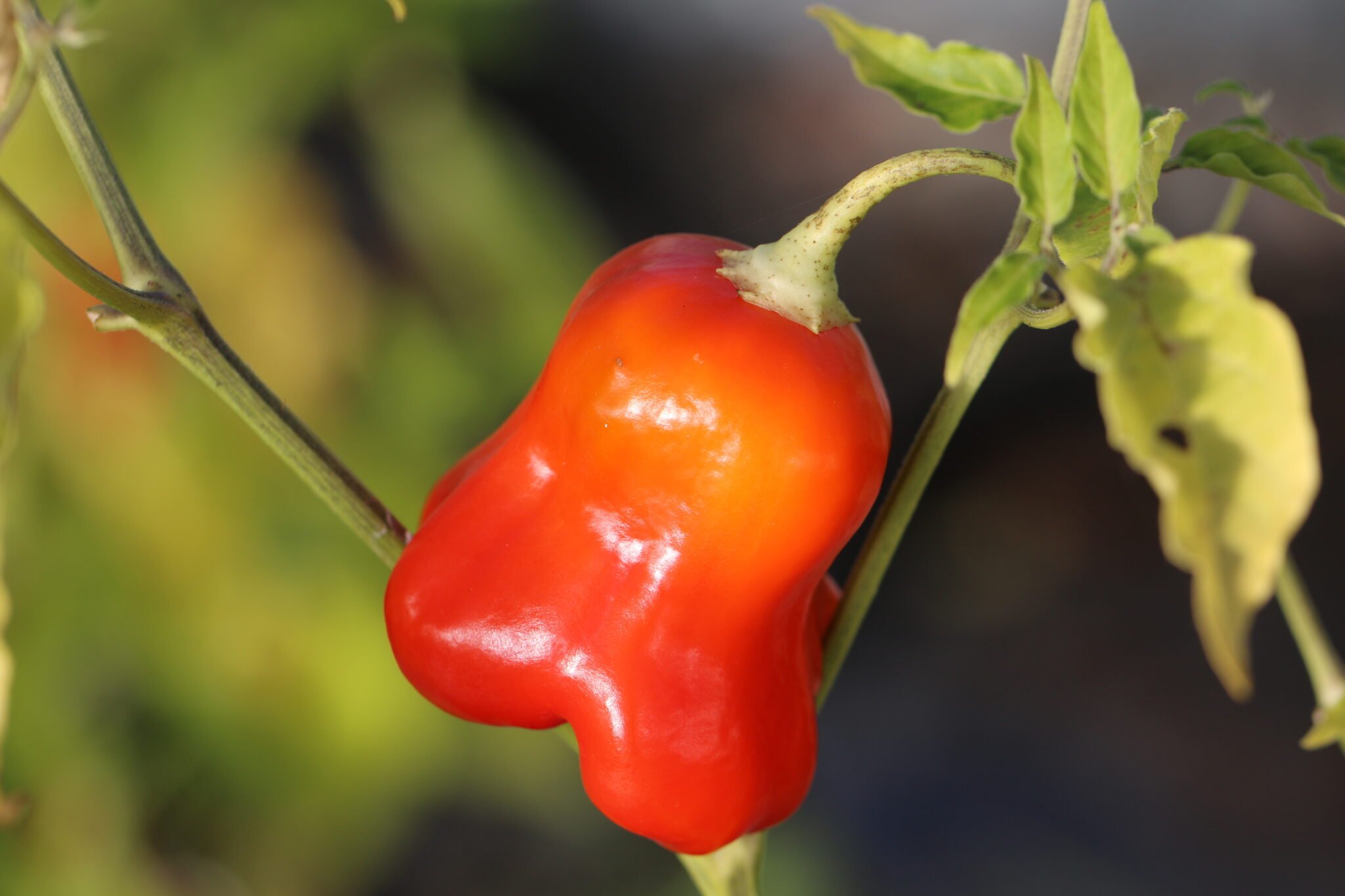 Köp King of Bishops - Chilifrön online hos Svenska Frön King of Bishops - Svenskodlade chilifrön från Svenska Frön