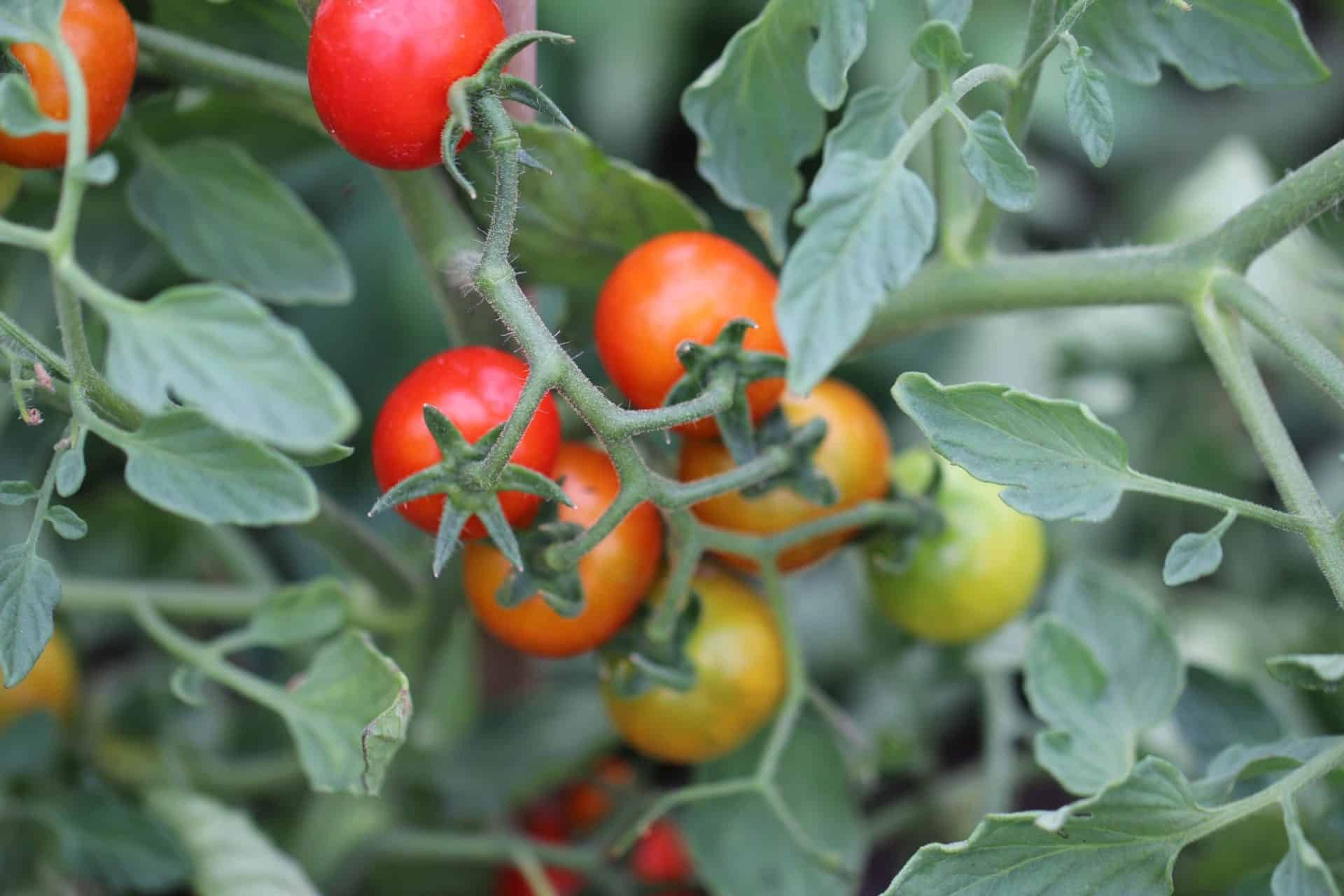 Mei Wei miniatyrbild 2