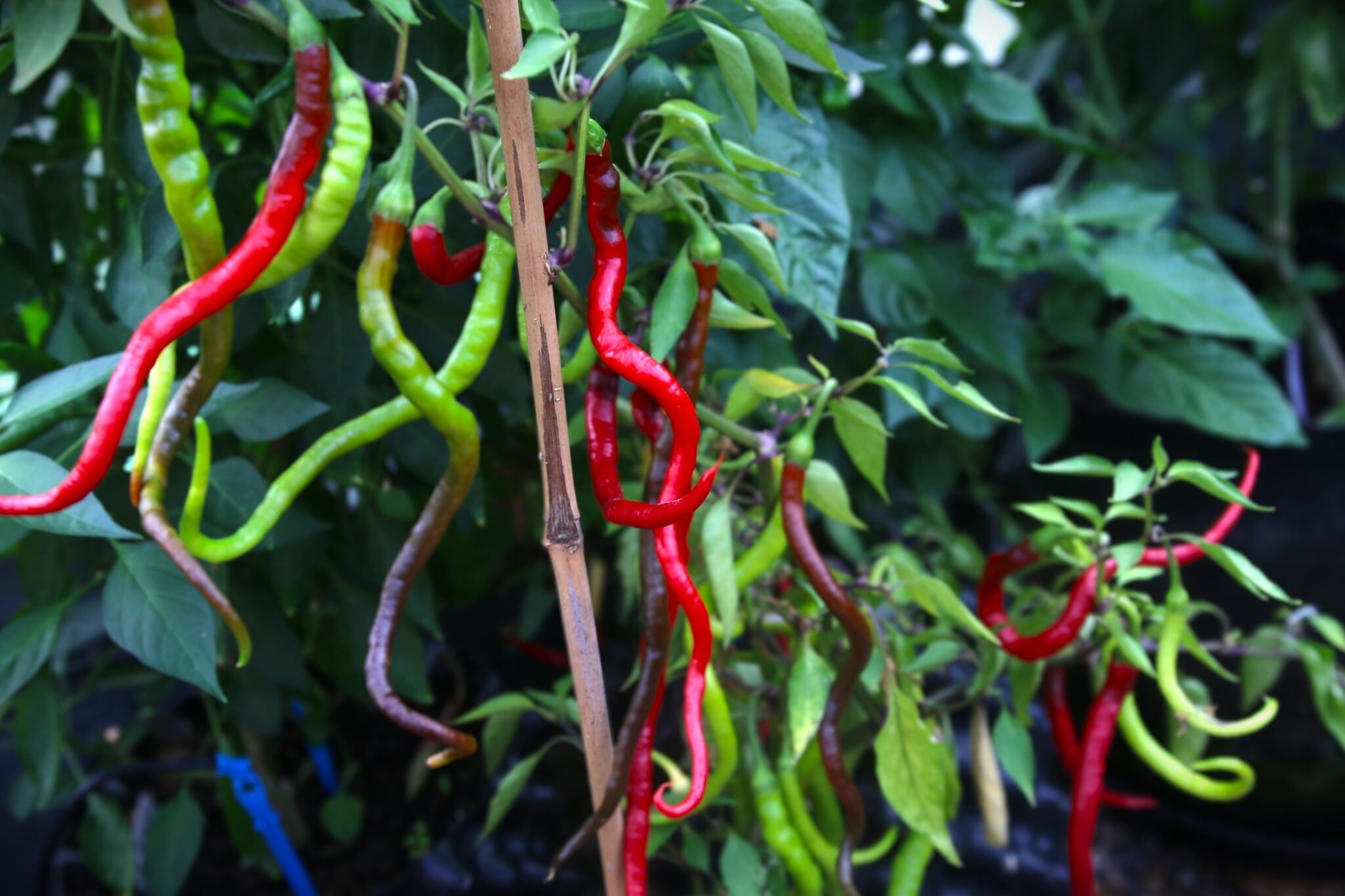 Köp Hair Pepper - Chilifrön online hos Svenska Frön Hair Pepper - Svenskodlade chilifrön från Svenska Frön