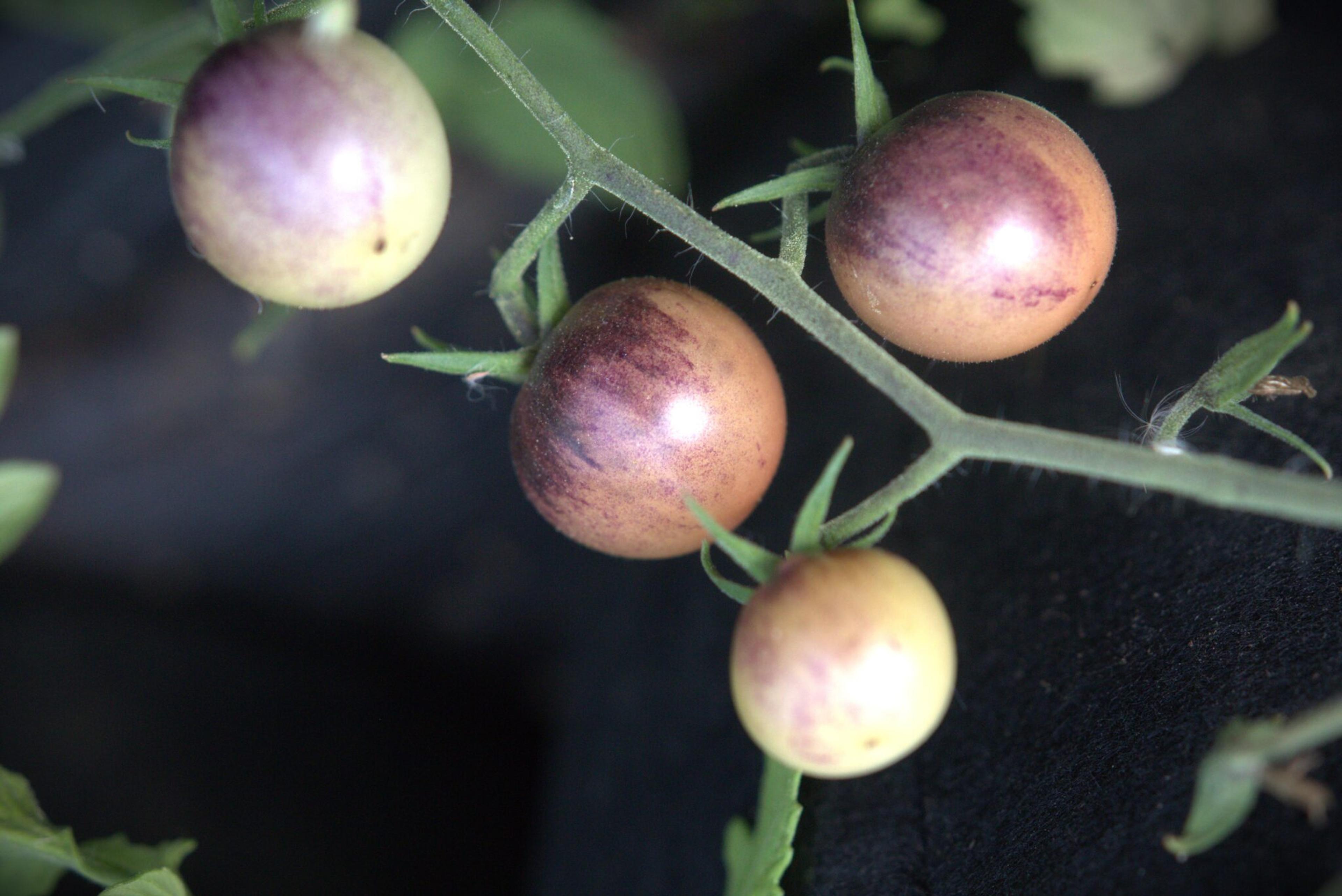 Painted Pink miniatyrbild 2