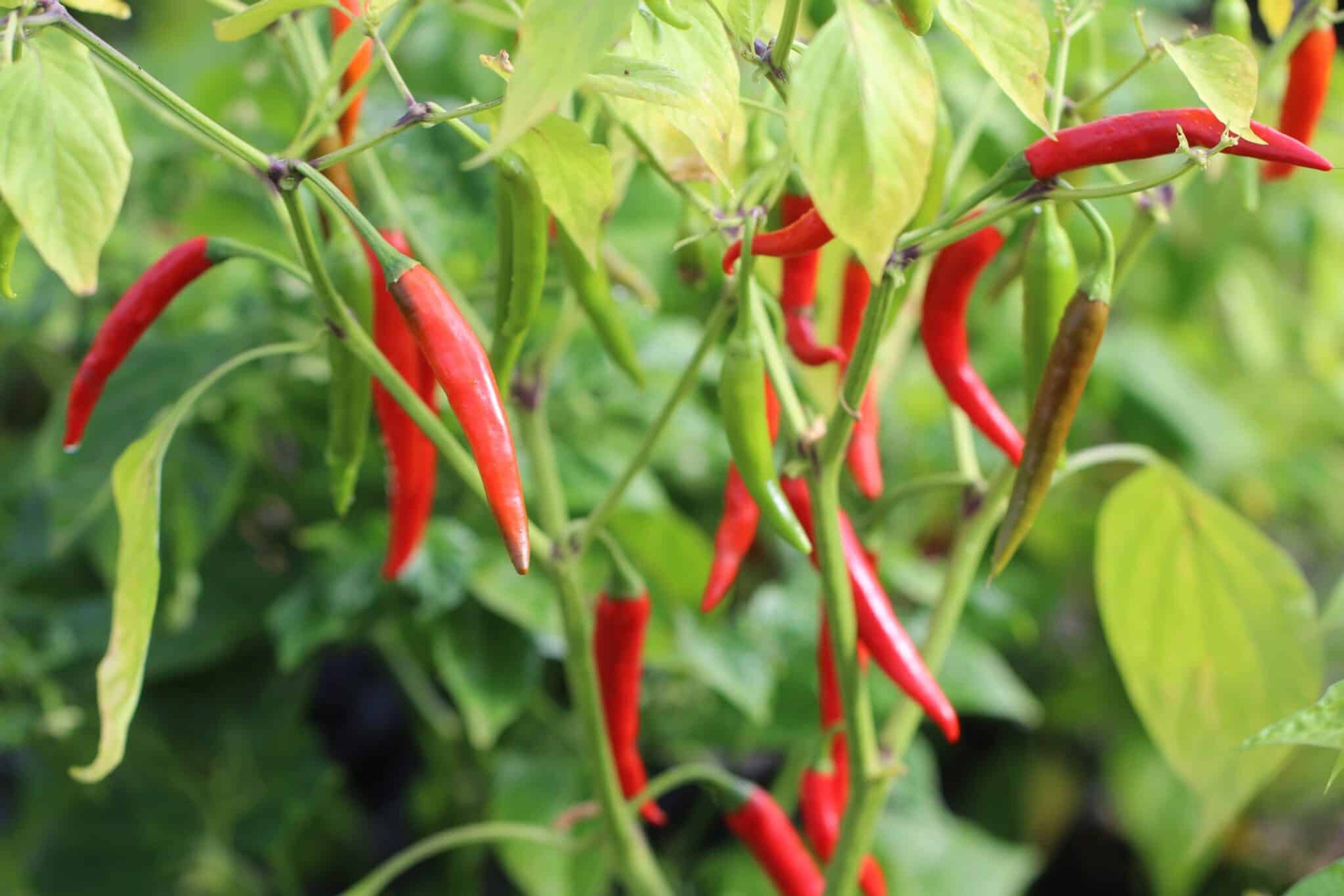 Rawit Red - Svenskodlade chilifrön från Svenska Frön