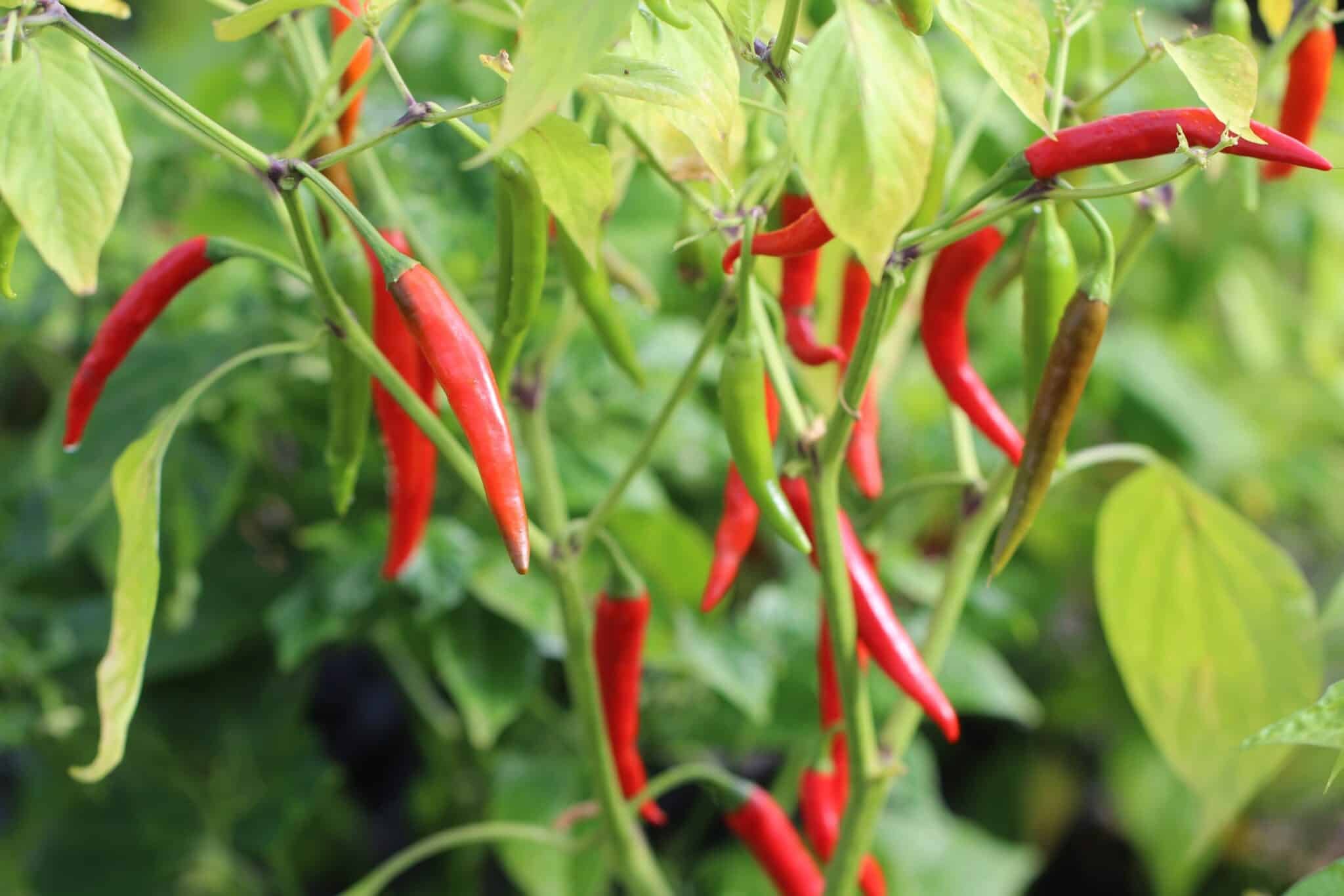 Köp Rawit Red - Chilifrön online hos Svenska Frön Rawit Red - Svenskodlade chilifrön från Svenska Frön