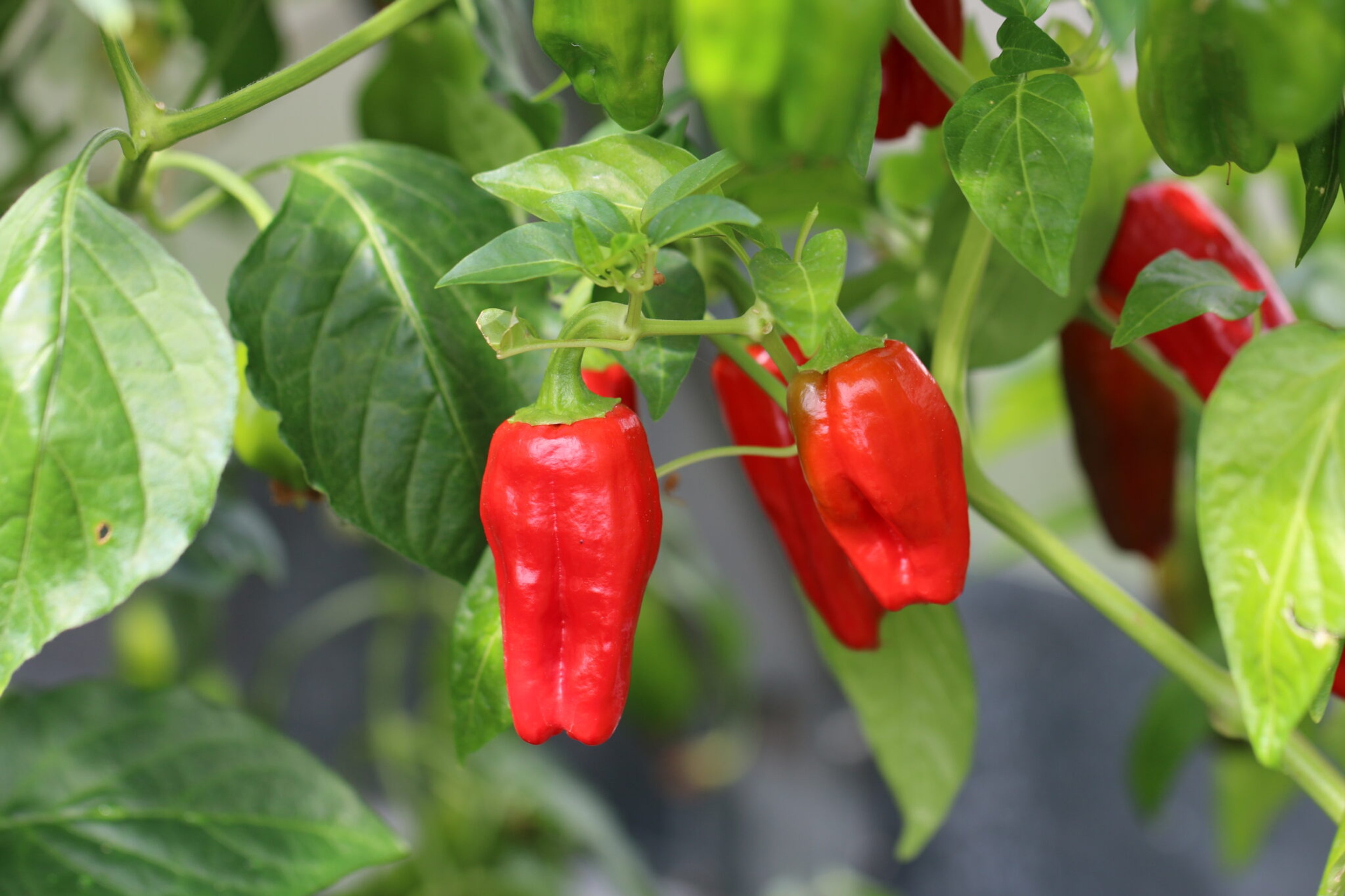 Big Jamaican - Svenskodlade chilifrön från Svenska Frön