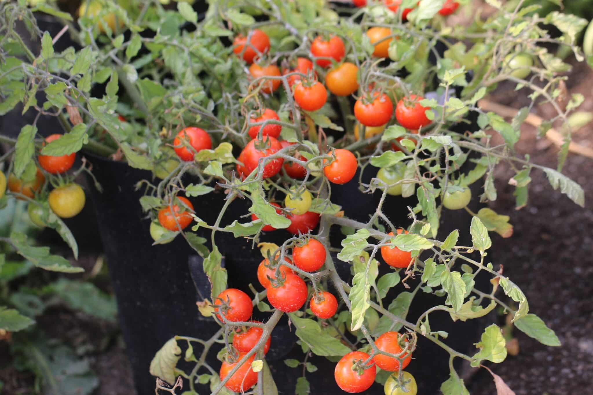 Köp Red Profusion - Tomatfrön online hos Svenska Frön Red Profusion - Svenskodlade tomatfrön från Svenska Frön