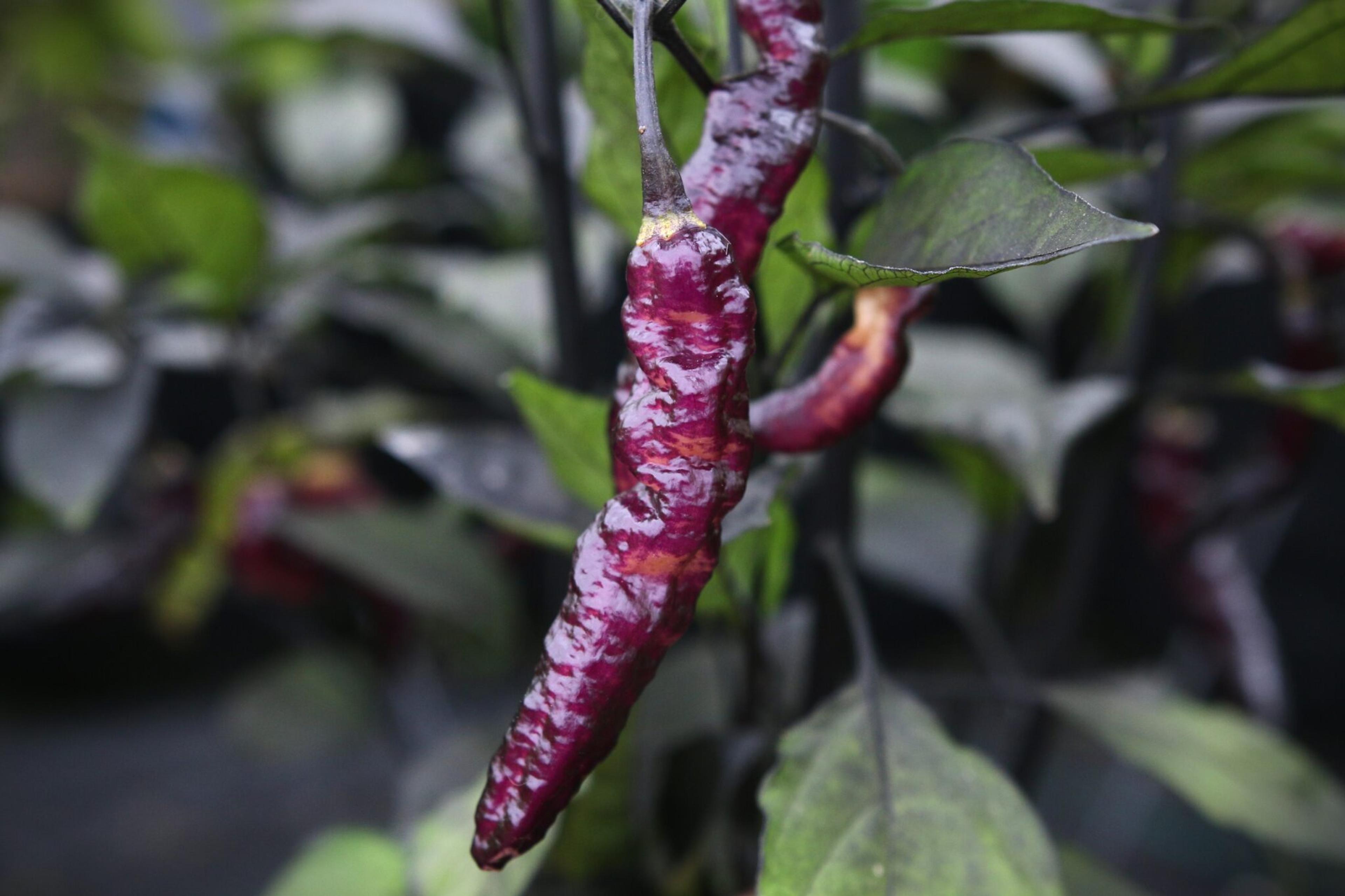 Purple Serpent miniatyrbild 4