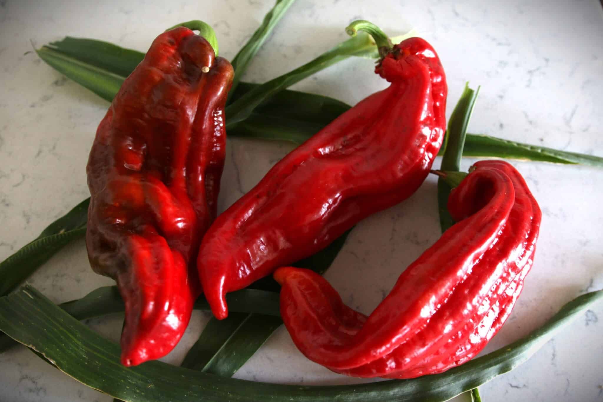 Köp Friggitello - Chilifrön online hos Svenska Frön Friggitello - Svenskodlade chilifrön frÄn Svenska Frön