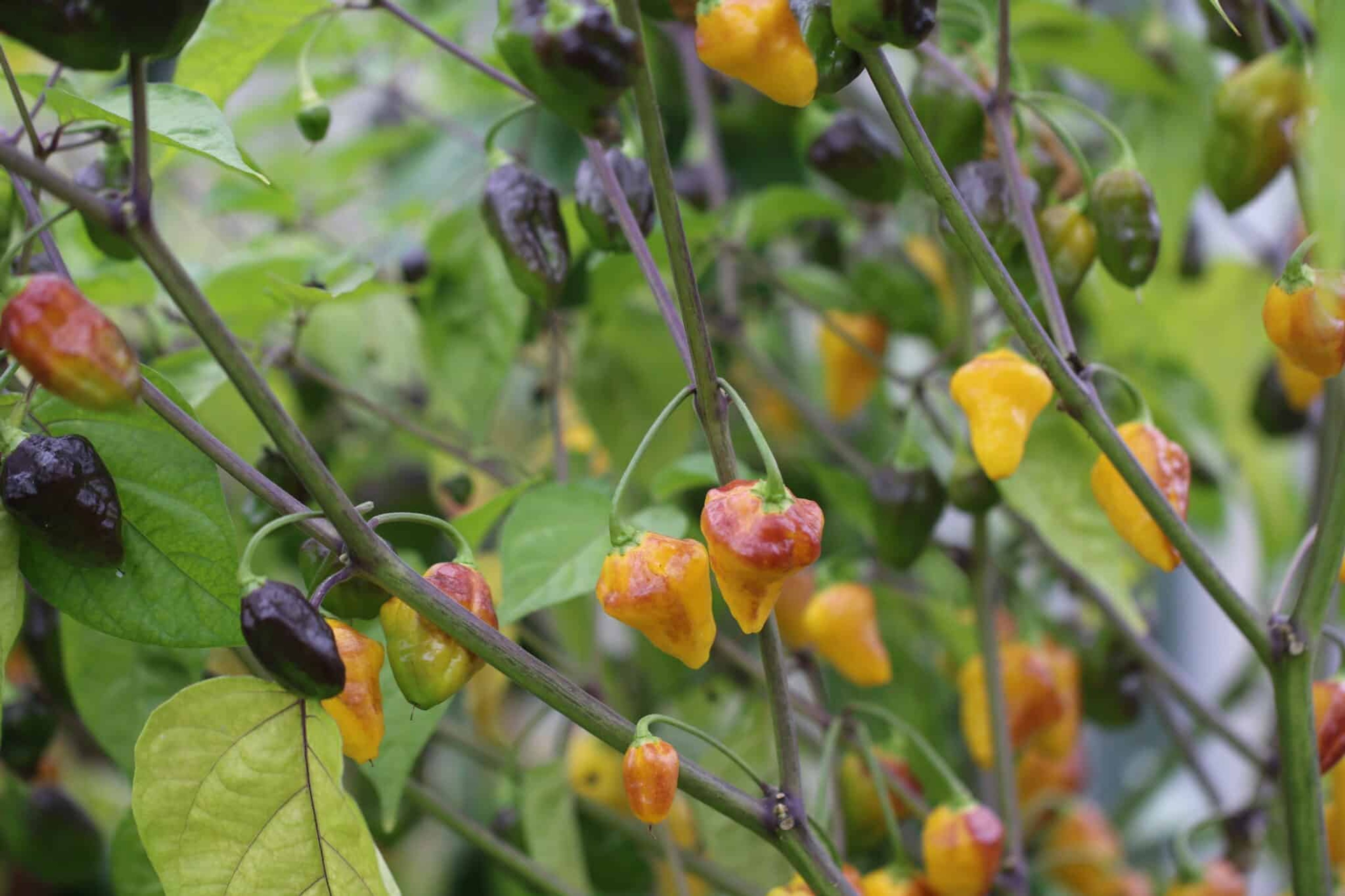 Puerto Rican Yellow - Svenskodlade chilifrön från Svenska Frön