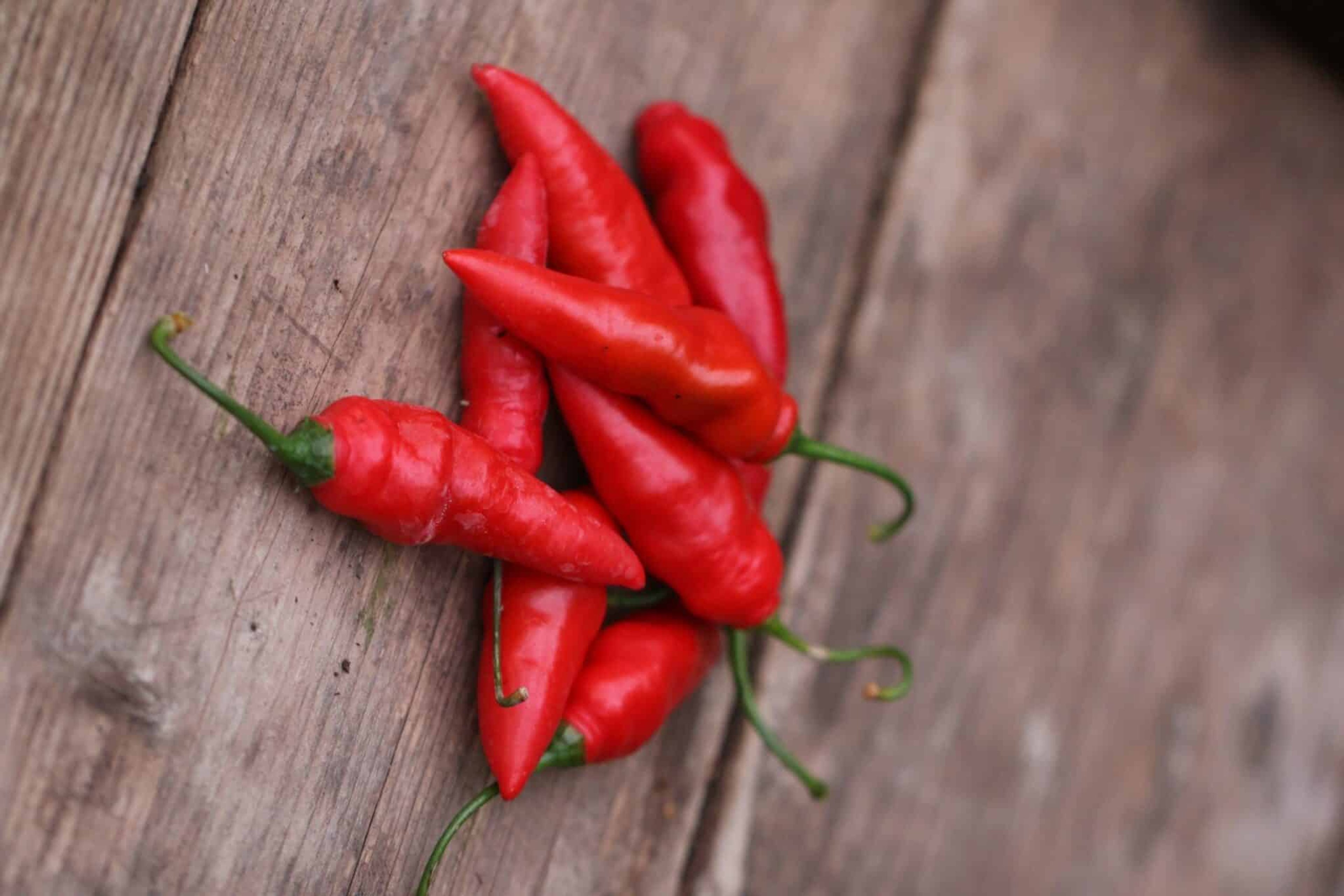 Avlånga röda Rocoto Aji Largo-frukter på planta med håriga blad