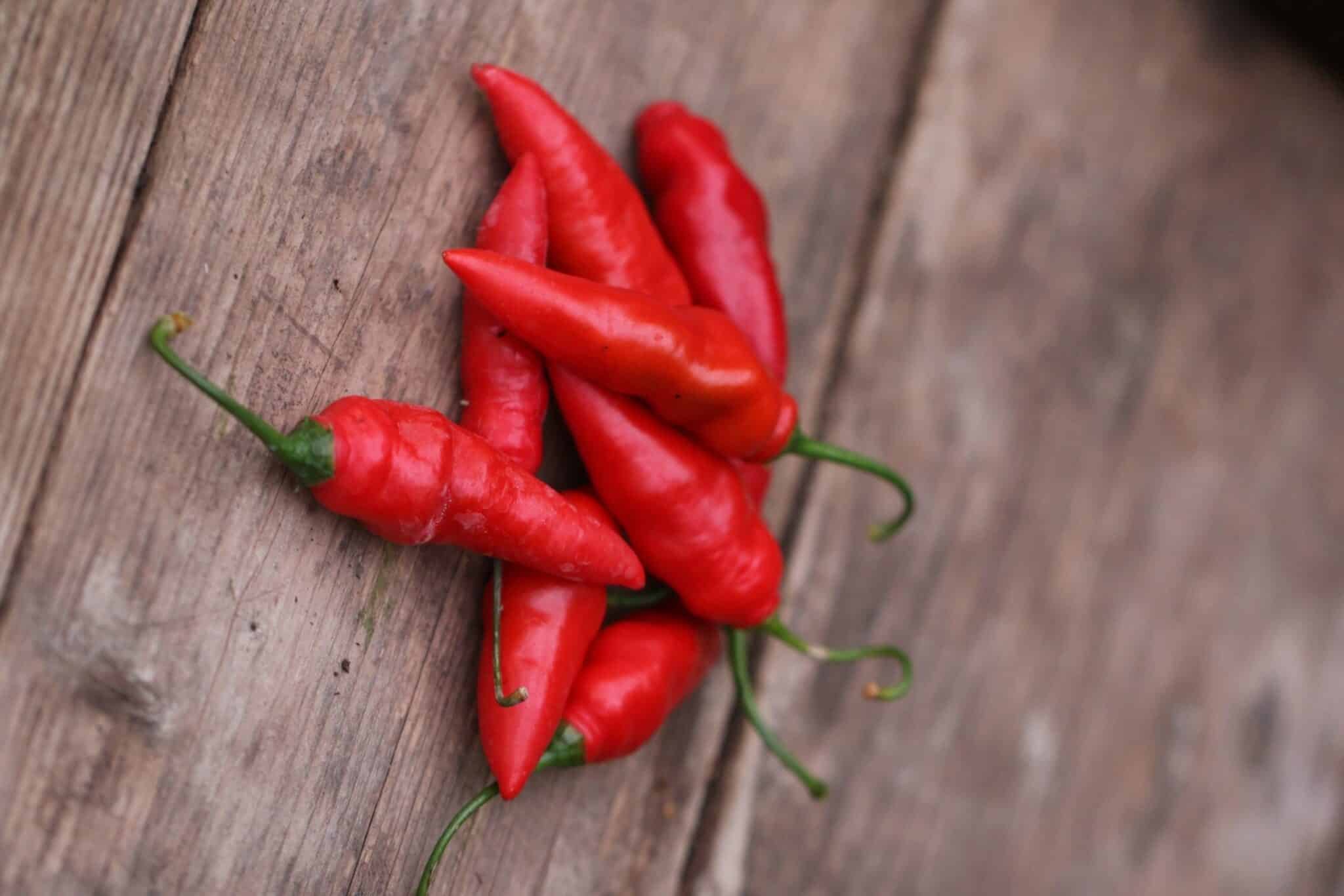 Köp Rocoto Aji Largo - Chilifrön online hos Chilifrön.se Avlånga röda Rocoto Aji Largo-frukter på planta med håriga blad