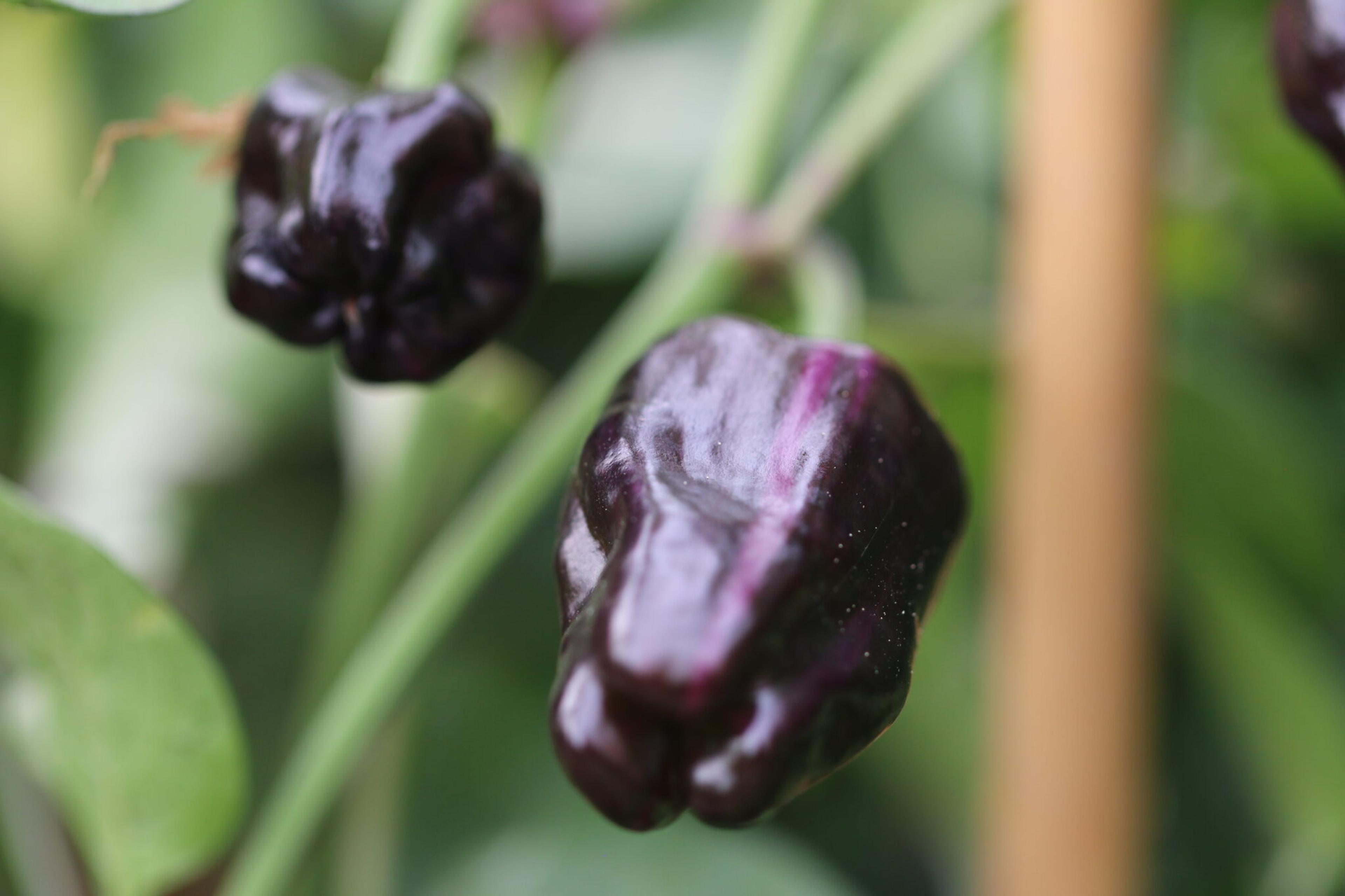 Purple Tiger x Candy Cane miniatyrbild 5