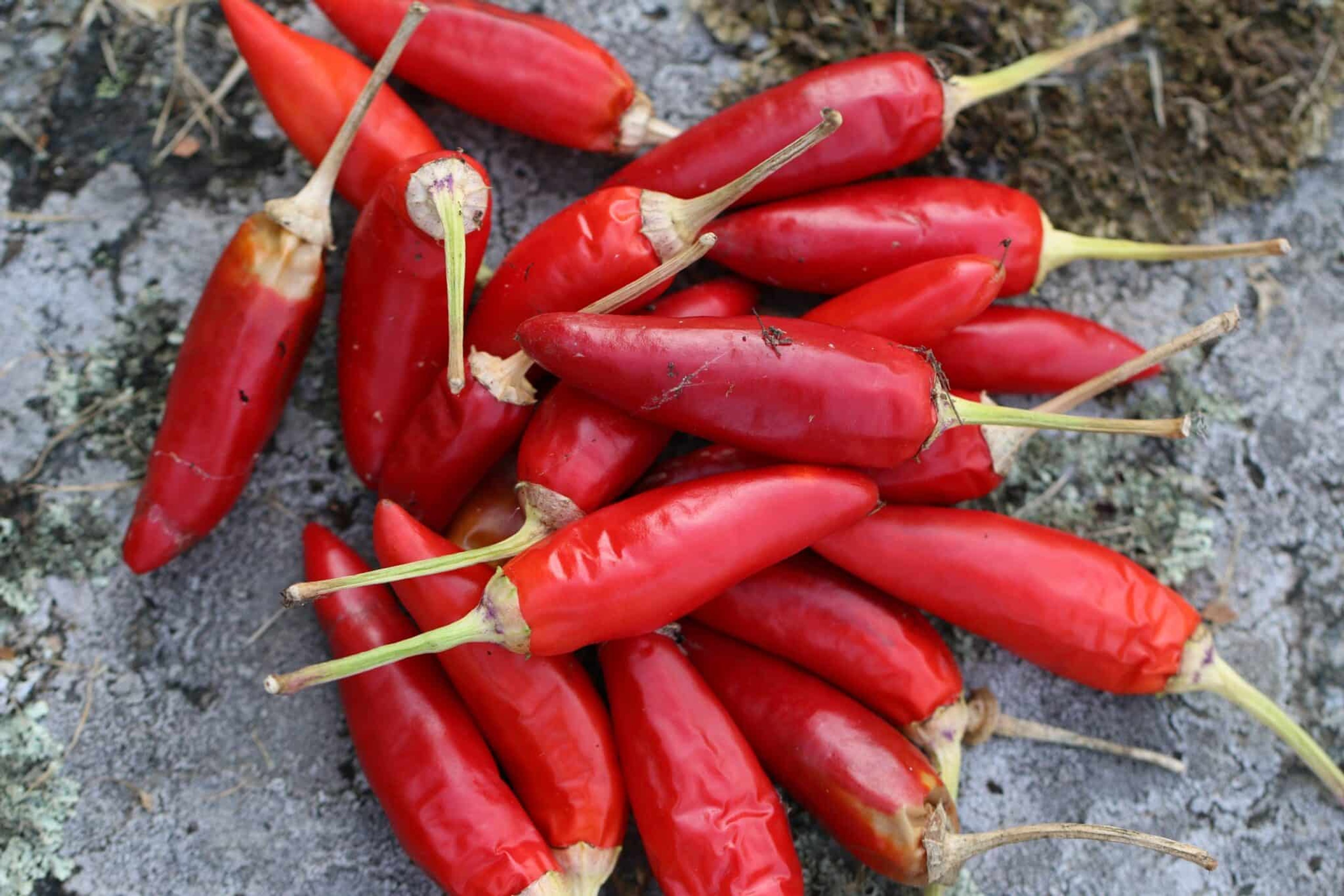 Barak - Svenskodlade chilifrön från Svenska Frön