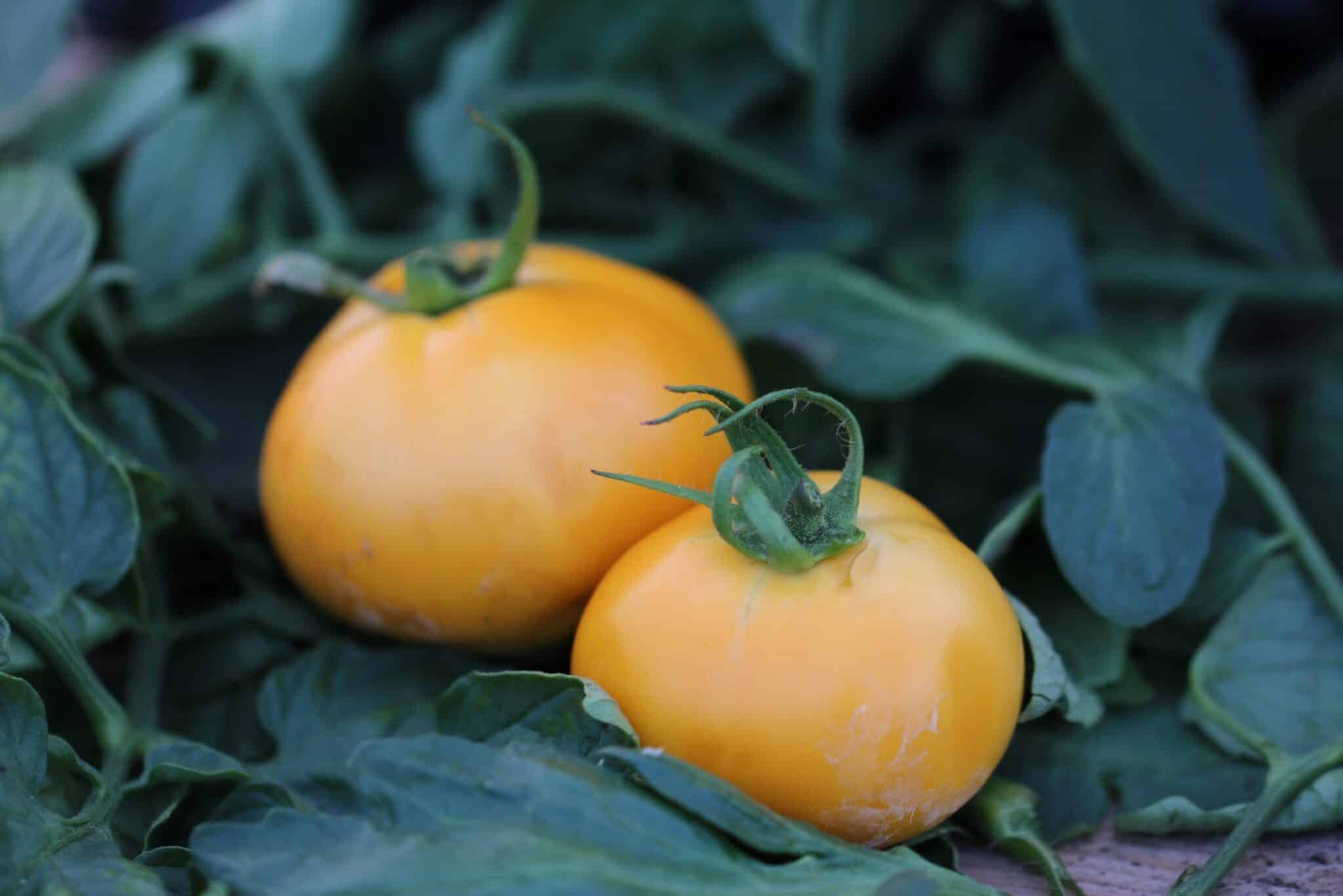 Köp Jantar - Tomatfrön online hos Svenska Frön Jantar - Svenskodlade tomatfrön från Svenska Frön