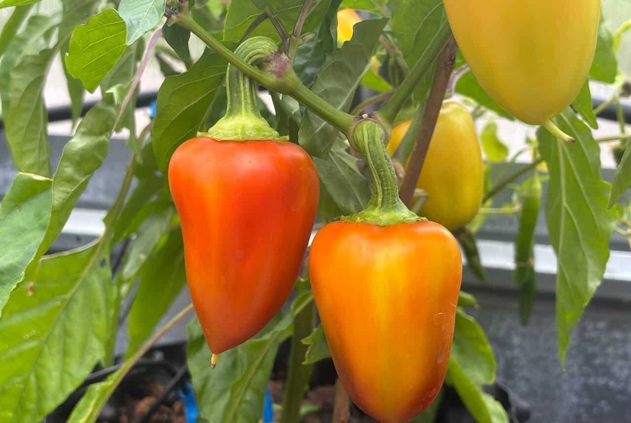 Köp Marconi Red - Chilifrön online hos Svenska Frön Marconi Red - Svenskodlade chilifrön från Svenska Frön