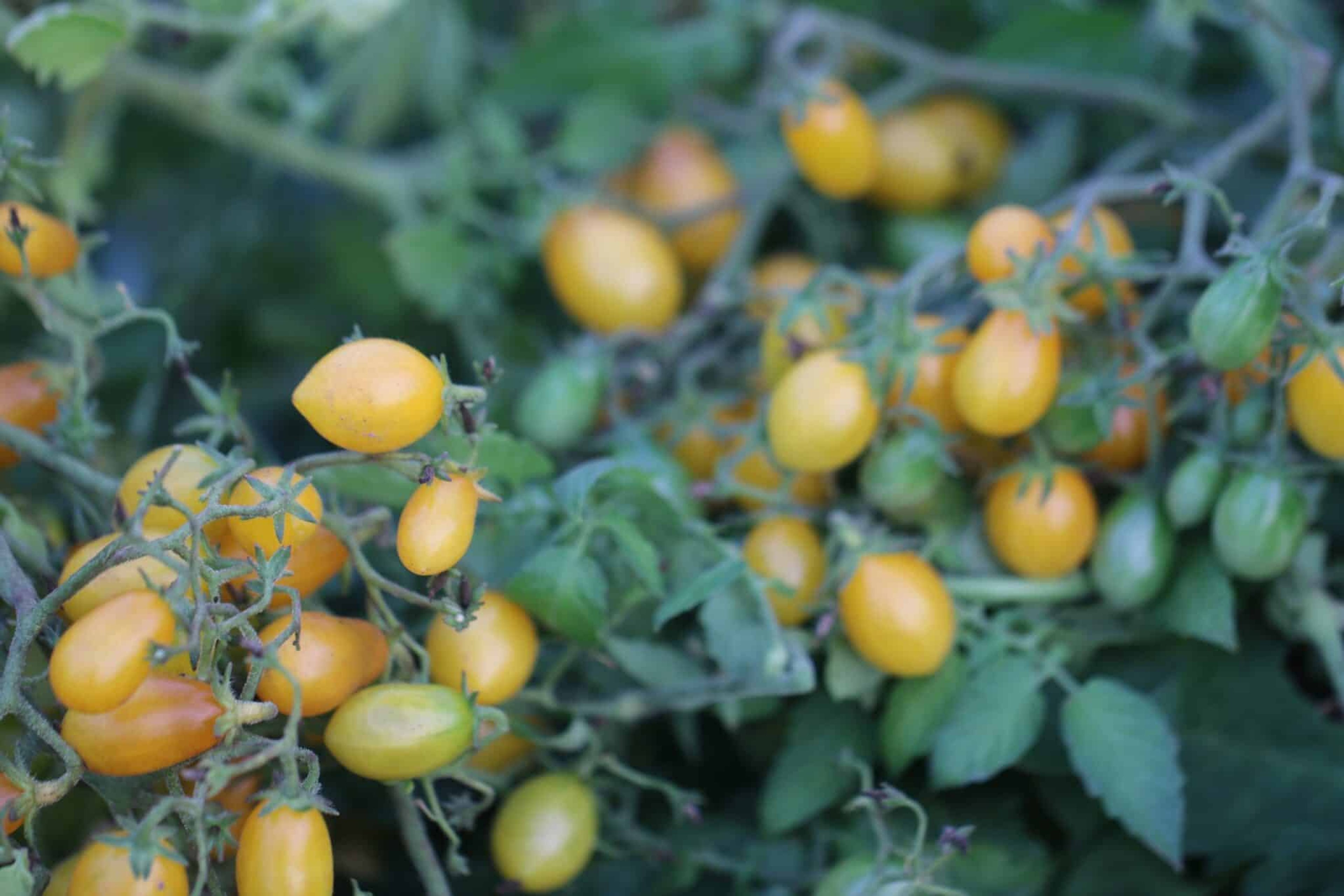 Ildi - Svenskodlade tomatfrön från Svenska Frön