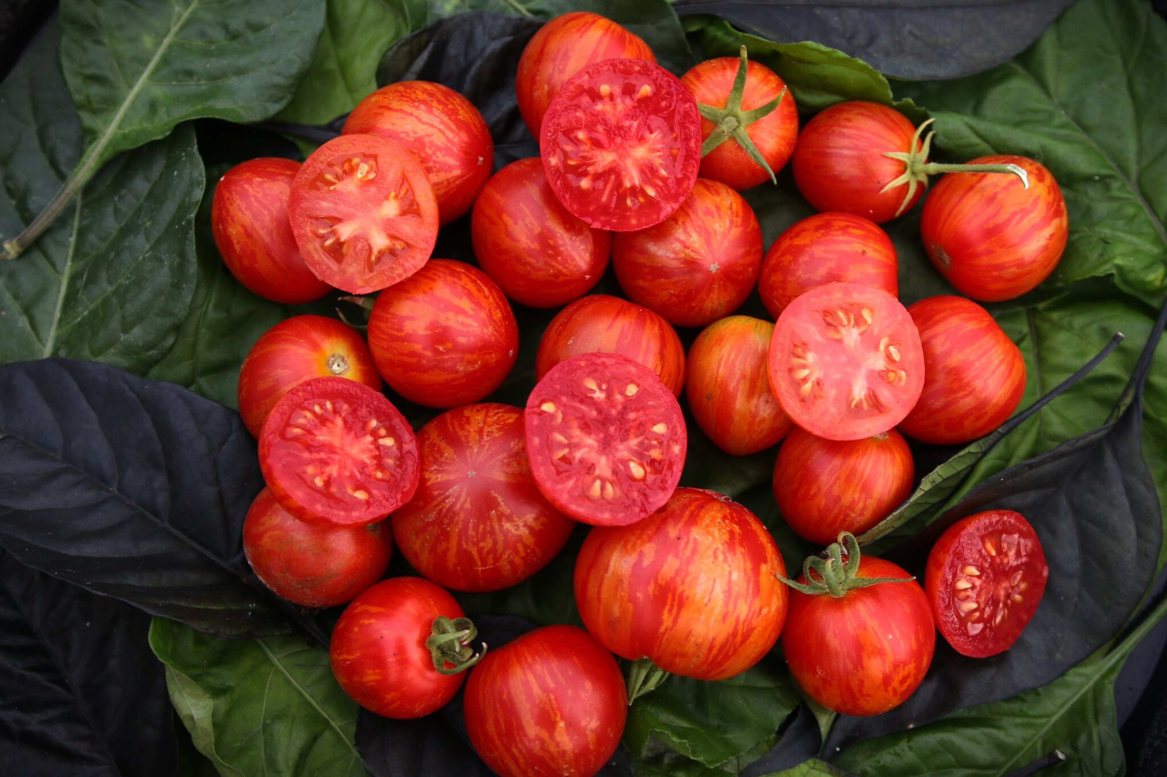 Tiny Tiger - Svenskodlade tomatfrön från Svenska Frön