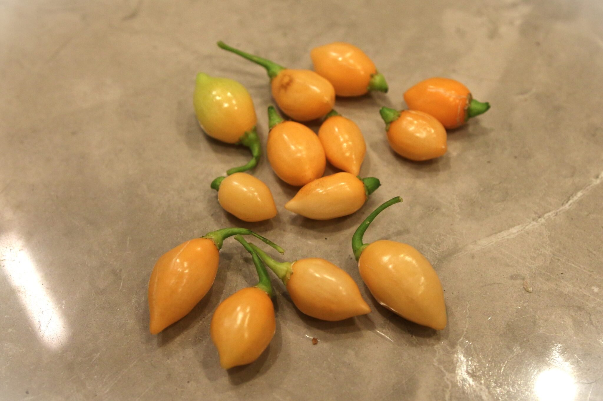 Köp Chupetinho Peach - Chilifrön online hos Svenska Frön Chupetinho Peach - Svenskodlade chilifrön från Svenska Frön