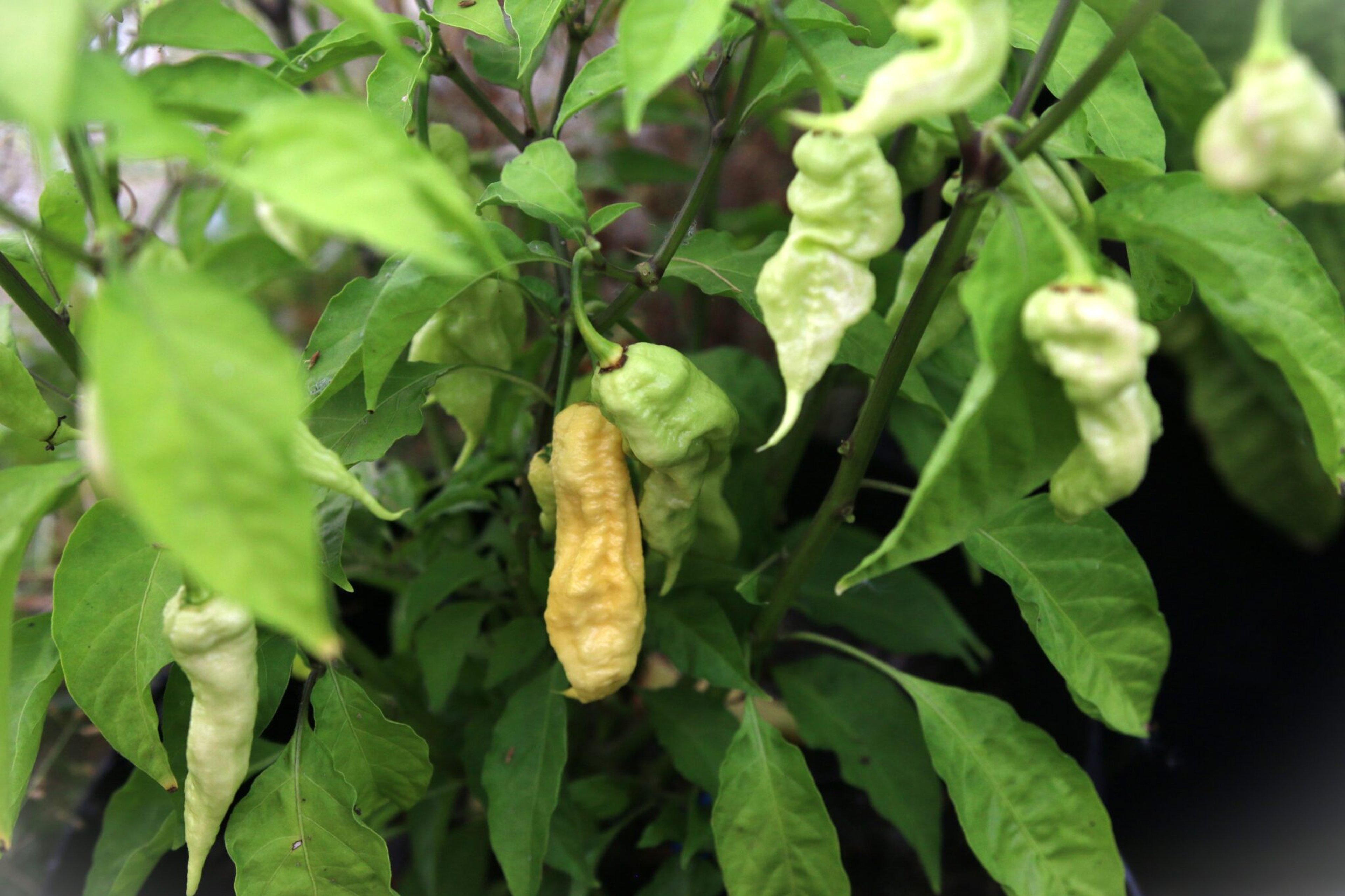 Jay's White Ghost Scorpion - Svenskodlade chilifrön från Svenska Frön