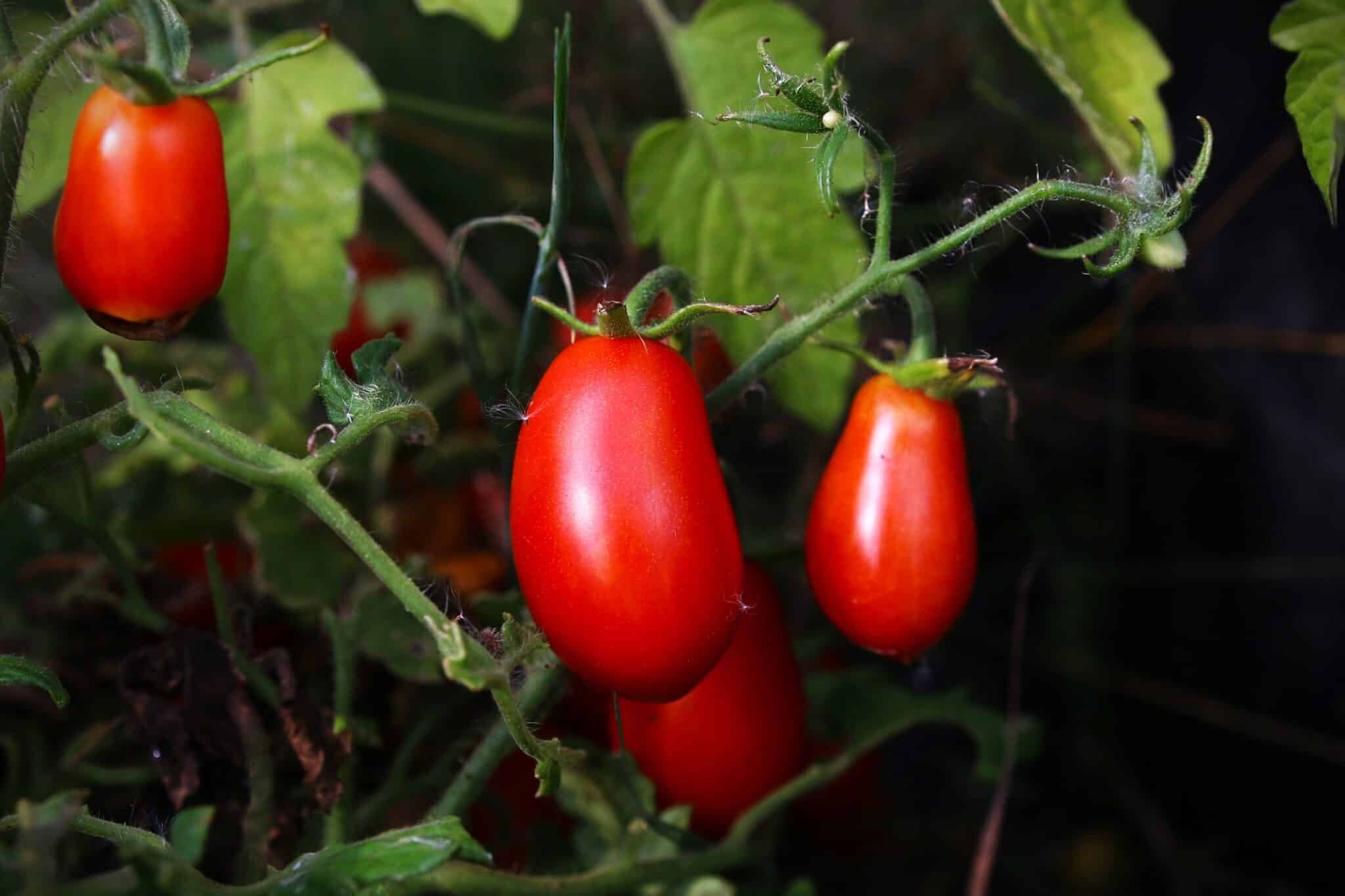 Köp Laura #5 - Tomatfrön online hos Svenska Frön Laura #5 - Svenskodlade tomatfrön från Svenska Frön