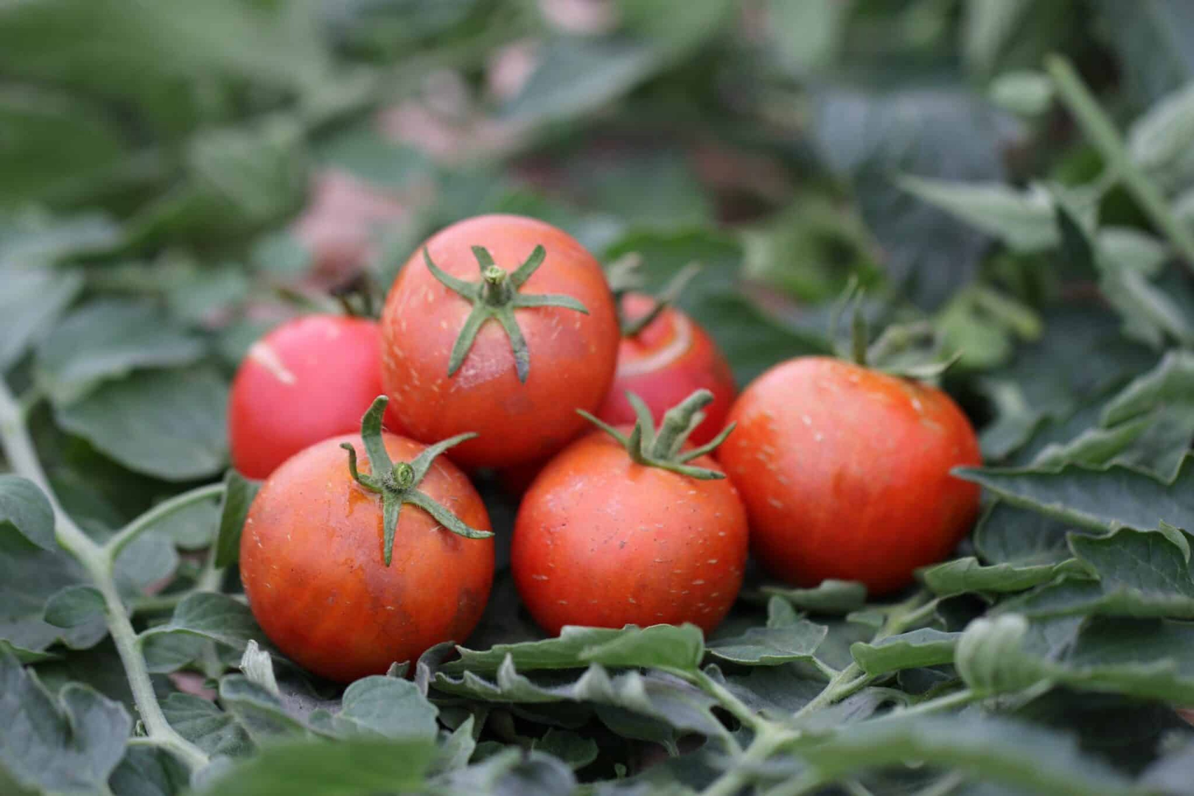 Ailsa Craig - Svenskodlade tomatfrön från Svenska Frön