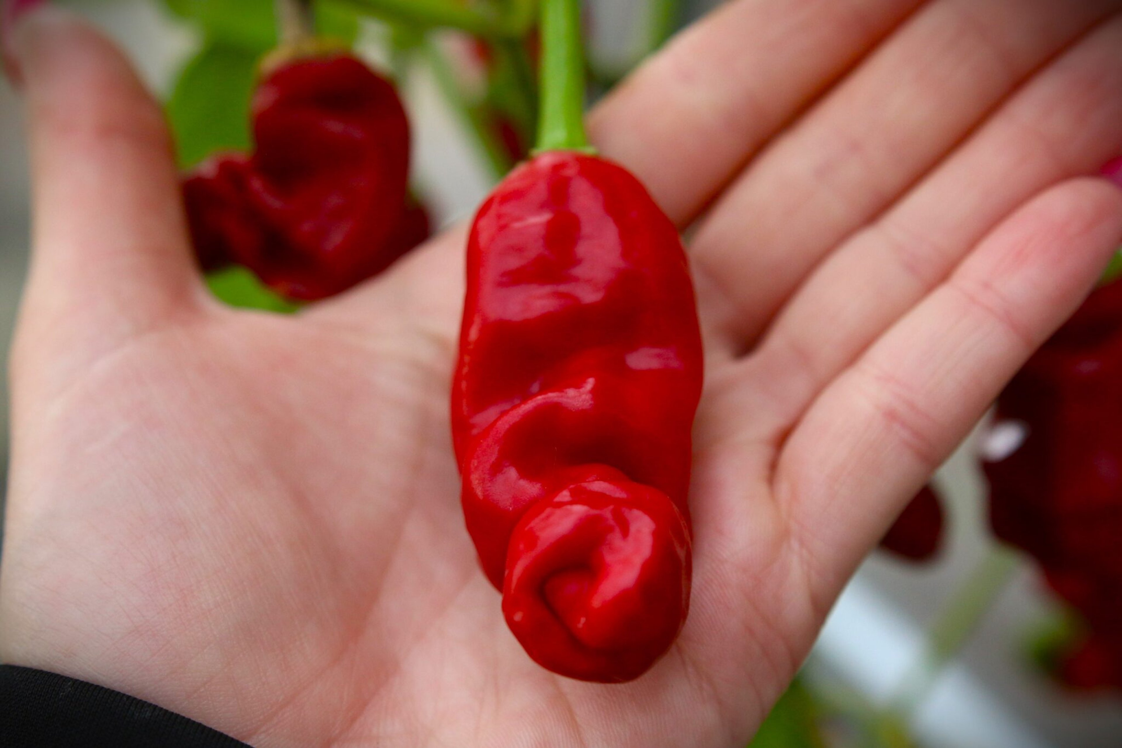 Peter Pepper Red - Svenskodlade chilifrön från Svenska Frön